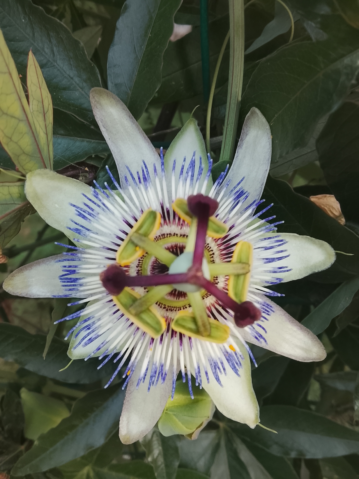 This is a close-up, overhead shot of a passionflower (Passiflora) in bloom. The flower exhibits a complex structure with white and pale green petals, adorned with striking blue and white filaments radiating from the center. The central reproductive parts, including the stigma and stamens, are prominent, featuring purple and yellow hues. The flower is surrounded by dark green foliage, characteristic of its vine-like growth habit. There is no indication of human presence or a specific urban environment in the image; it appears to be a natural setting. The location in Nesebar, Bulgaria, is not discernible from the visual information provided.