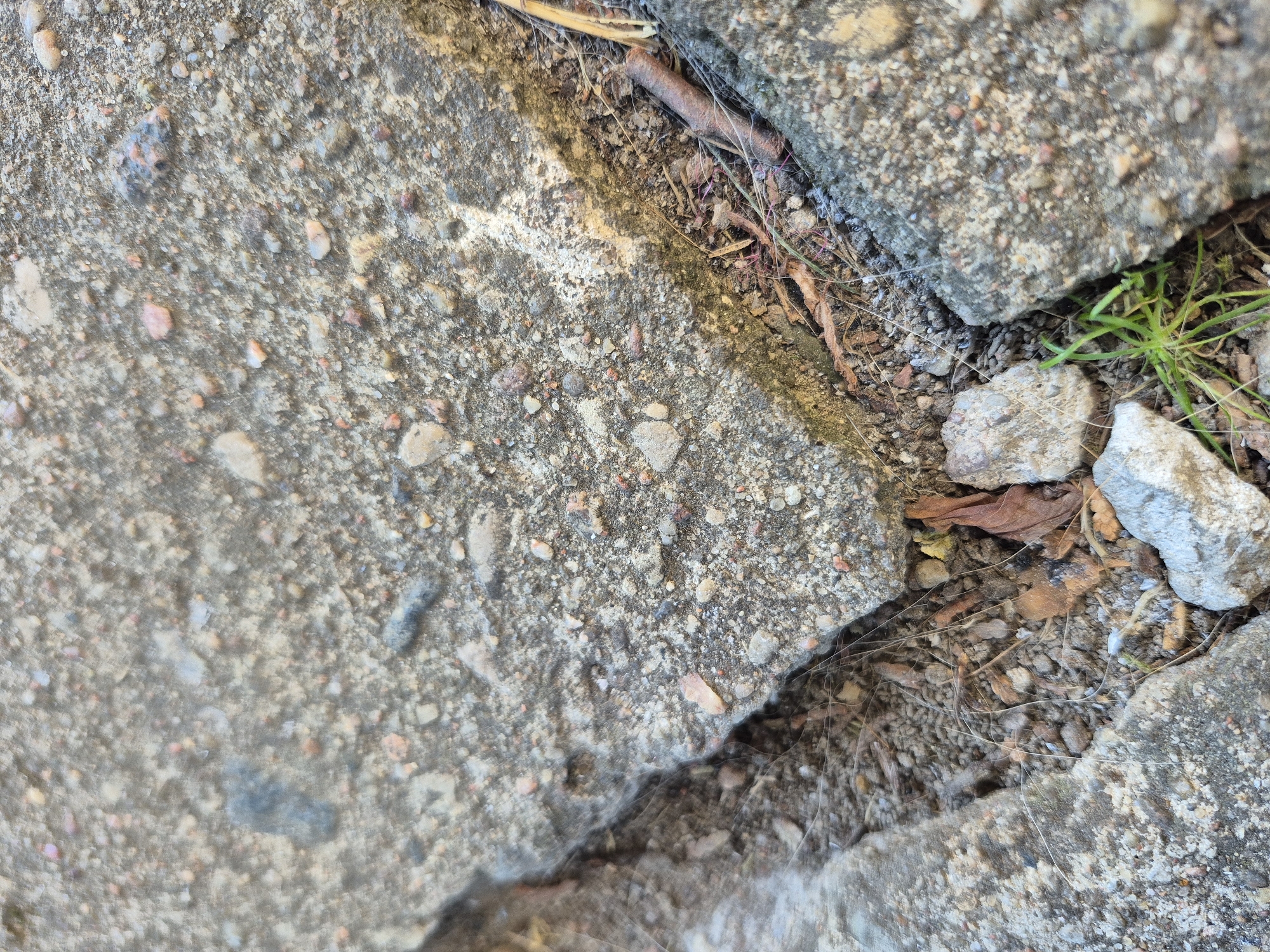 The image shows a close-up view of cracked concrete pavement with debris in the crevices. The concrete surface is rough and speckled with small stones and gravel. In the cracks, there are loose soil, small pebbles, dried leaves, and thin, dry plant stems. A few blades of green grass are visible growing from the ground in the lower right portion of the frame. The lighting suggests an outdoor, possibly sunny, environment. The scene is consistent with a weathered urban or suburban outdoor space. The location is a sidewalk crack in Švenčionys, Lithuania.