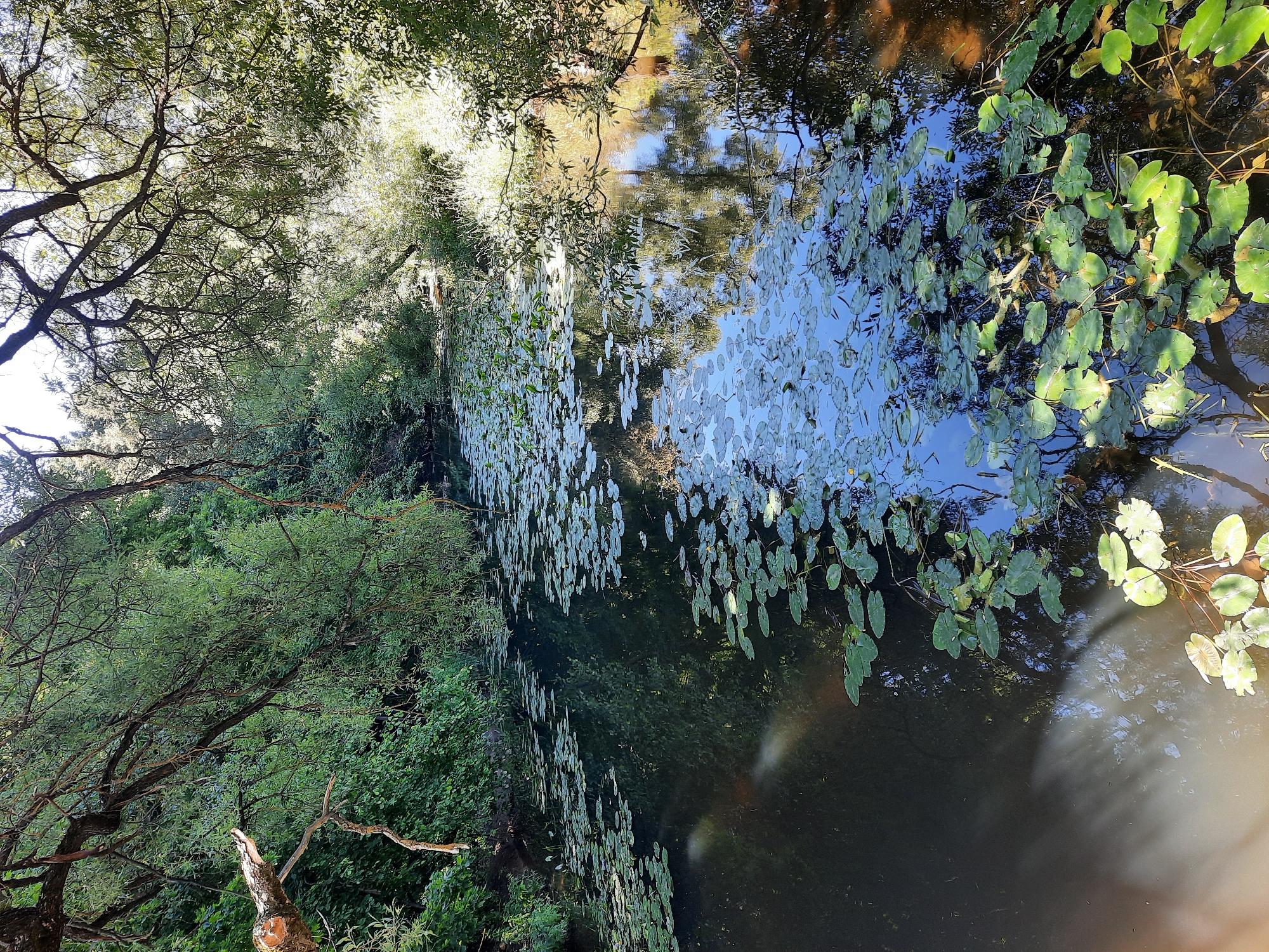 This image depicts a tranquil, sun-dappled canal in Mar'ino, Russia, surrounded by lush, overgrown vegetation. The water's surface is partially obscured by a dense carpet of lily pads, many of which are adorned with small yellow flowers. The canal is framed by the dappled sunlight filtering through the branches of overhanging trees, creating a serene and natural atmosphere. The canal banks are heavily wooded, with dense foliage and trees contributing to the secluded feel of the scene. There are no people visible in the image, and the scene is static, evoking a sense of peace and natural beauty.