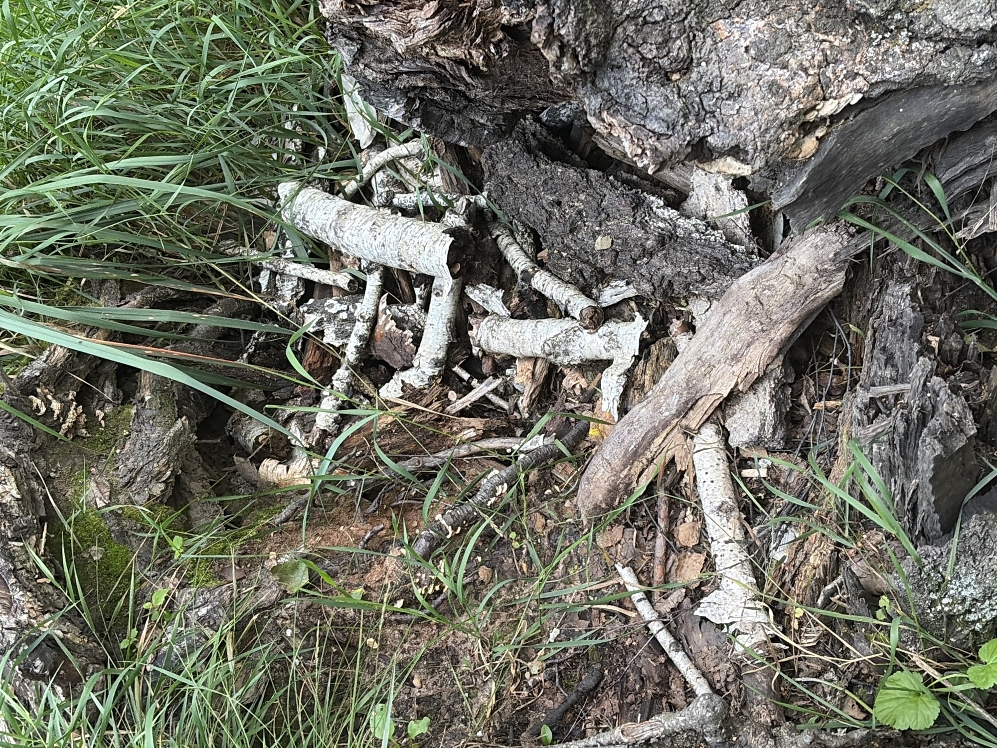 The image shows a close-up, ground-level view of a pile of fallen tree debris, including large, gnarled bark-covered logs and smaller, lighter-colored branches, some of which appear to be peeling or bleached. Green grass and other small plants are growing amongst the wood. The scene is dry and appears to be outdoors in a natural setting, possibly a park or wooded area. No people or animals are visible. The image does not provide any specific details that would allow for identification of a location within the city of Chelyabinsk, Russia.