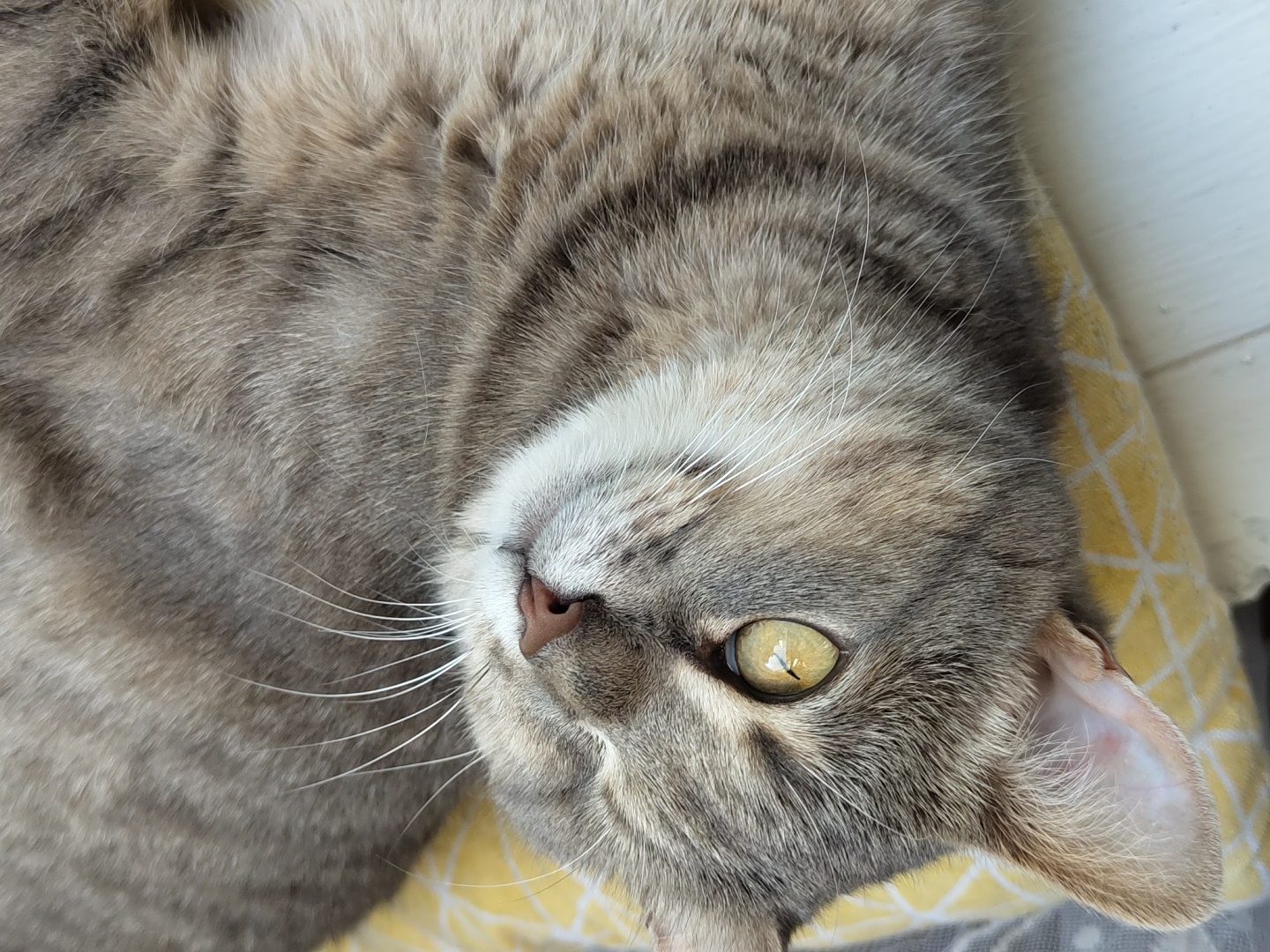 A close-up, eye-level, horizontal shot captures a tabby cat lying on a yellow and white patterned pillow. The cat is predominantly gray with darker tabby markings. Its left eye is open, revealing a bright yellow iris with a dark pupil, and the pupil is dilated. The cat's right eye is closed. Its nose is a soft pinkish-brown, and its white whiskers fan out from its muzzle. The cat's fur appears soft and dense. The background consists of the textured pillow and a white surface, possibly a table or floor, with some light reflection. The lighting is natural and illuminates the cat's face and fur.
