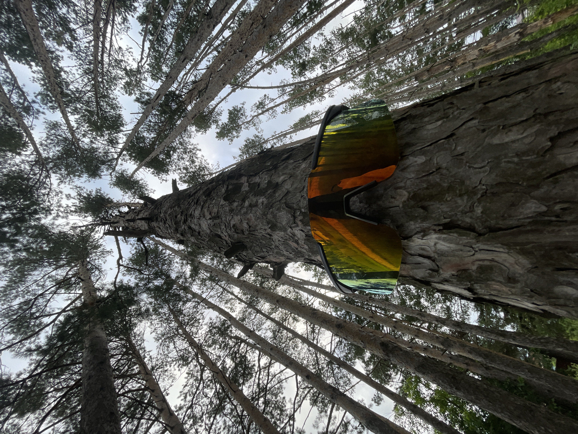 The image features a close-up, low-angle shot of a tall pine tree trunk, with a pair of mirrored sunglasses resting on its bark. The sunglasses have orange and yellow reflective lenses and a black frame. The background is filled with a dense forest of pine trees, their trunks and branches extending upwards towards a cloudy sky. The perspective is from below, looking up through the trees, creating a sense of height and immersion in the forest environment. The lighting suggests it might be daytime, possibly overcast due to the cloud cover. The overall mood is somewhat surreal and artistic, with the prominent placement of the sunglasses on the natural element of the tree. The image was taken in Podshivalovo, Russia. There is no visible text in the image.