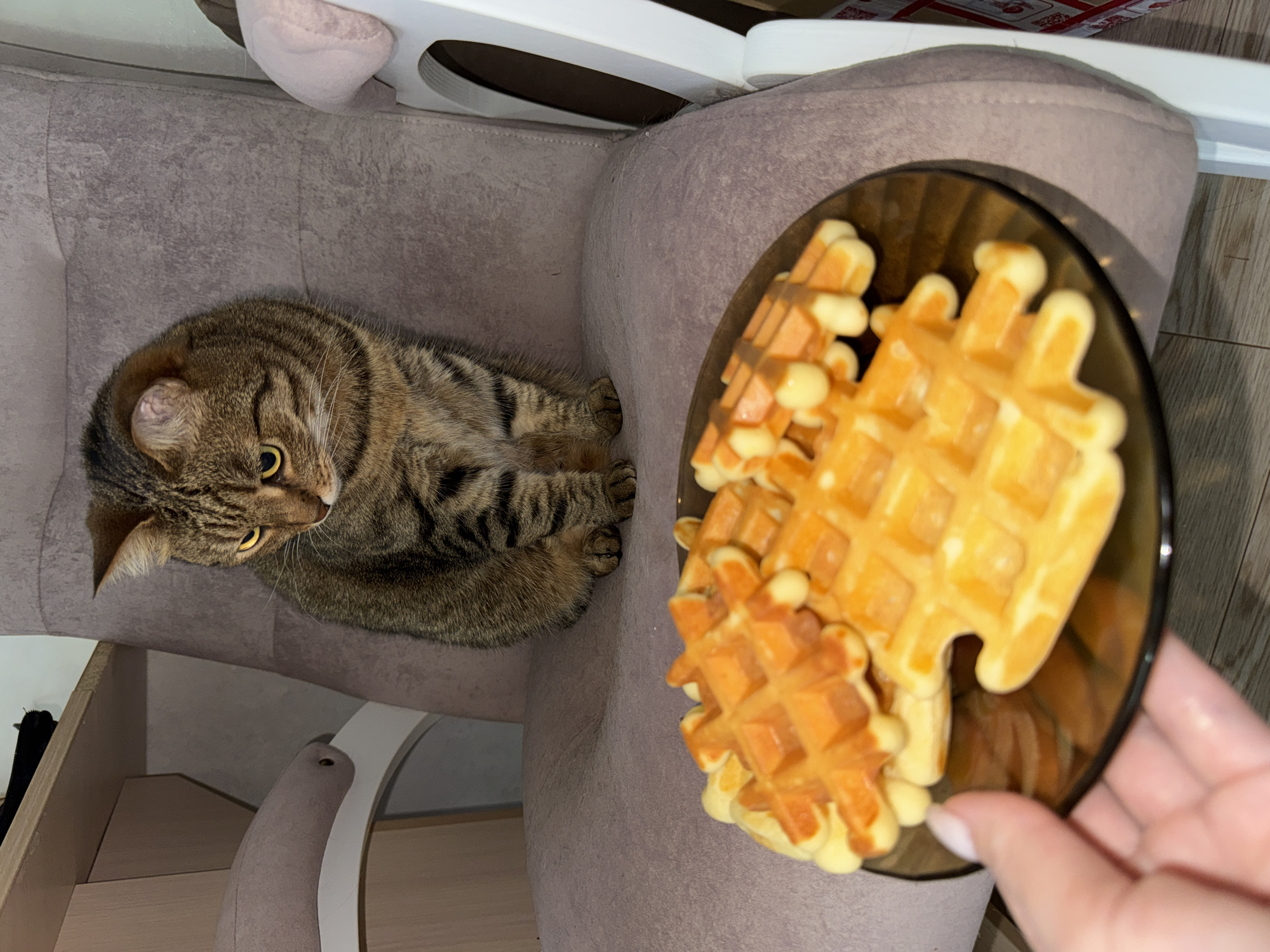 A brown tabby cat rests on a light purple chair. A plate of waffles is held by a person's hand near the chair. The scene is indoors. No information is available to confirm the location in Chaikovsky, Russia.