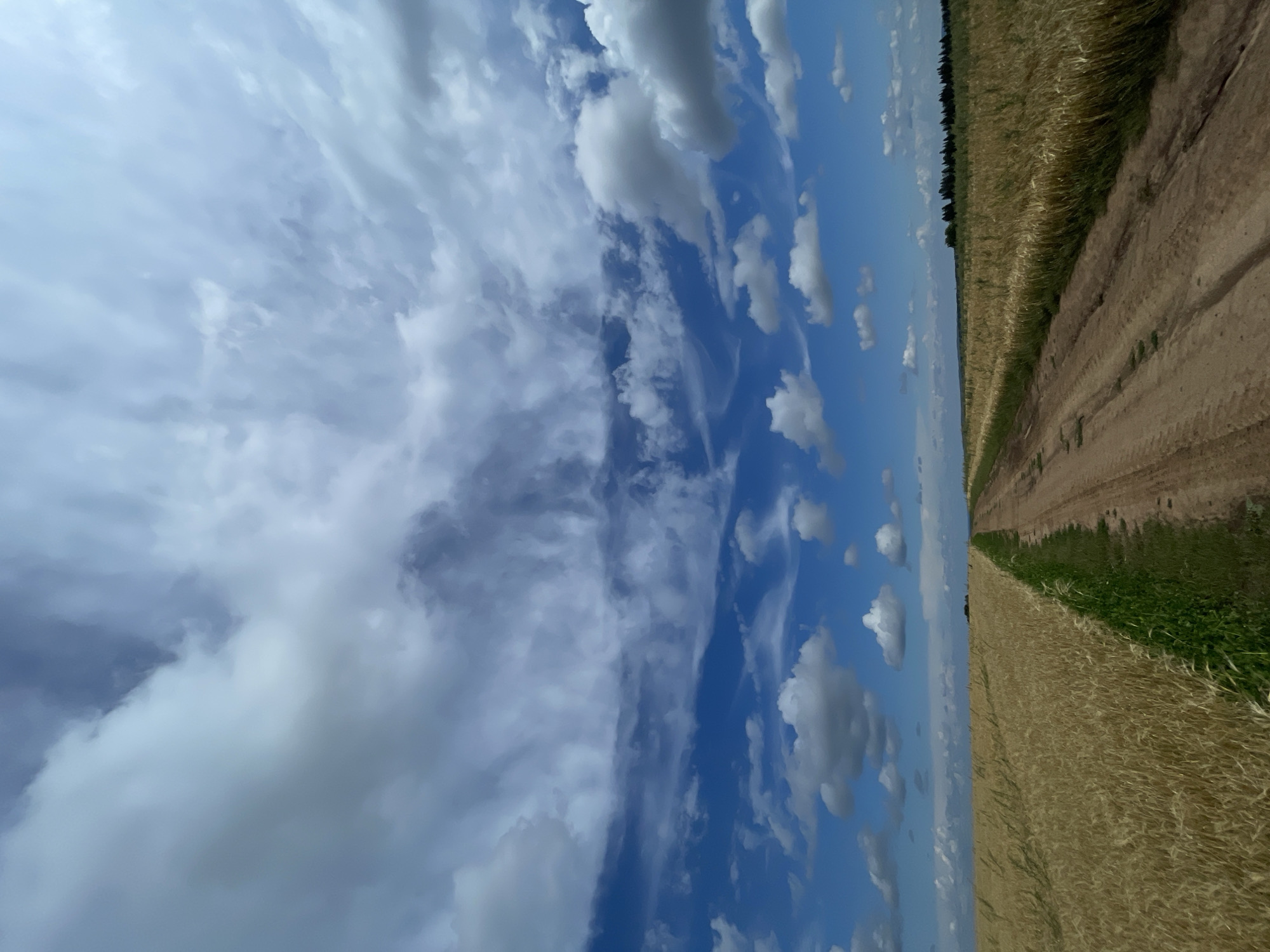 The image shows a dirt road leading into the distance, bordered by a field of golden wheat on the left and another field on the right. The sky is blue with a mix of fluffy white clouds and wispy, streaky clouds. The terrain appears flat and rural. The location is identified as Maksimovo, Russia, suggesting this scene depicts a rural landscape within that region. There are no people or animals visible in the image. The environment is agricultural and natural, with the road appearing to be a pathway through the fields.
