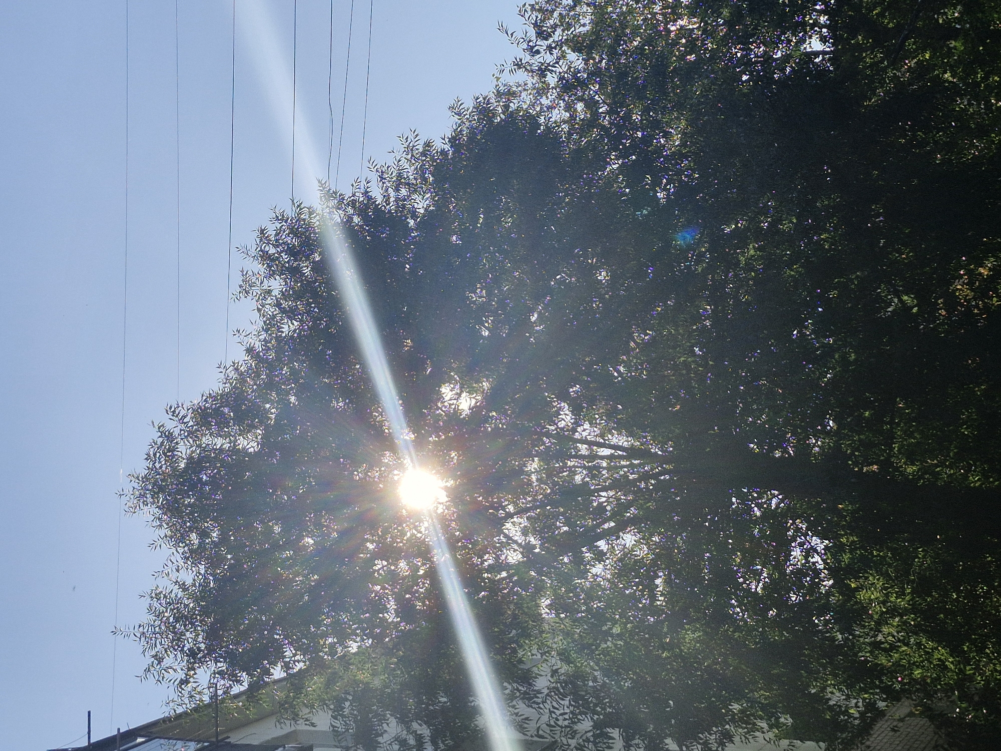 The image captures a close-up view of a large tree with dense green foliage, silhouetted against a clear blue sky. Sunlight streams through the leaves, creating a bright lens flare that extends diagonally across the frame, from the upper left to the lower right. A portion of a white brick building is visible on the far left edge of the image. Overhead, thin electrical wires stretch horizontally across the sky. The scene appears to be an outdoor urban environment, likely in Kokshetau, Kazakhstan, given the context. There are no people or animals visible in the image.