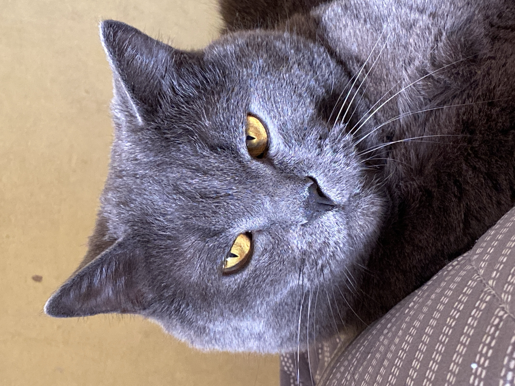A close-up, angled view features a gray cat with golden eyes. The cat is positioned with its head tilted, facing the viewer. Details of the cat’s fur, whiskers, and facial features are clearly visible. A portion of a patterned cushion or surface is visible at the lower right of the image. The location is not discernible from the image, and therefore a location in Votkinsk, Russia, cannot be determined.