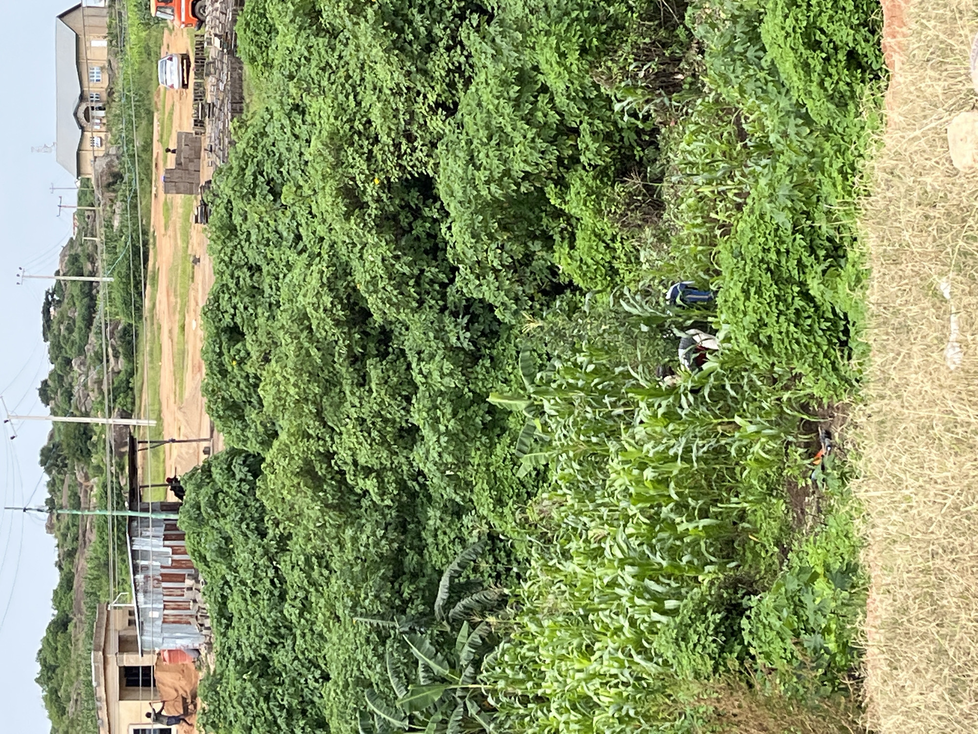 In Jos, Nigeria, a lush, overgrown scene unfolds with dense vegetation dominating the foreground. Banana and corn plants are prominent, with the latter reaching significant height. Amidst this greenery, three individuals are engaged in an activity, their precise task obscured by the foliage. Two appear to be women, one with dark hair and a lighter colored top, the other with dark clothing. The third person is obscured. In the background, construction is underway, with a building partially constructed and a corrugated metal structure suggesting temporary shelter or storage. Piles of sand and building materials are visible, hinting at ongoing development. Further in the distance, a larger, more finished building stands, and a white car is parked. The landscape is hilly, with rocky outcrops and sparse trees dotting the horizon under a hazy sky. An orange truck is also visible in the far background, suggesting a work site.