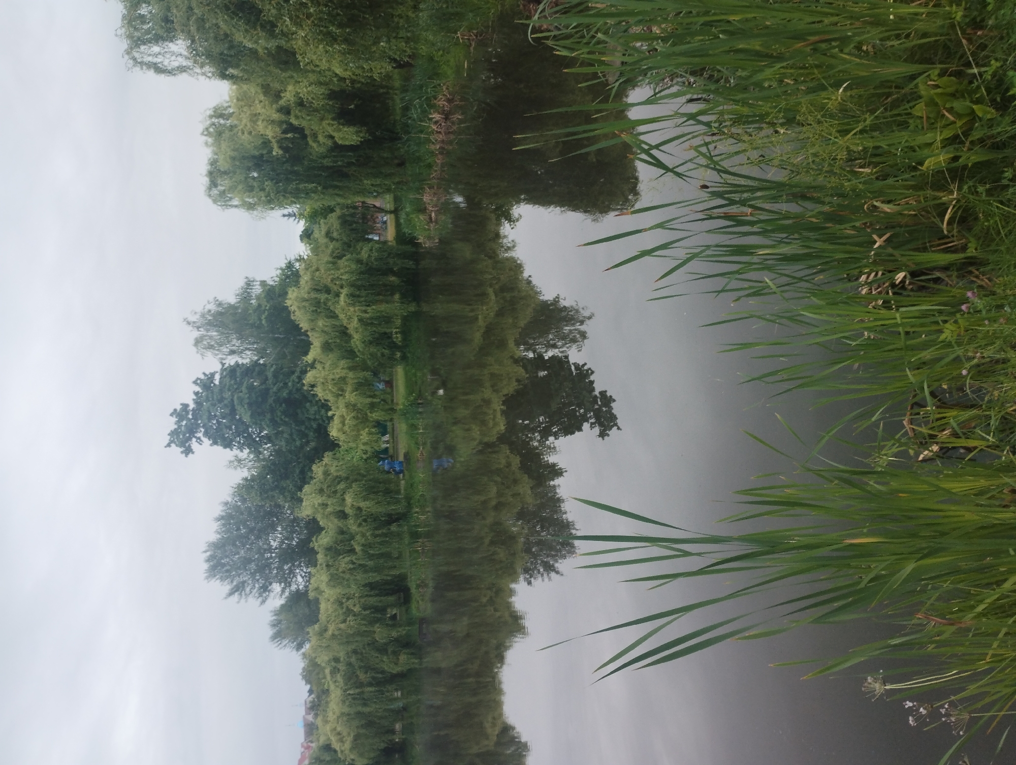 The image depicts a serene natural scene likely within the city of Sumy, Ukraine. In the foreground, tall green reeds and other aquatic vegetation line the bank of a calm body of water. The water's surface is still, perfectly reflecting the lush green trees and foliage that form a dense backdrop. These trees include willows with their characteristic drooping branches, as well as other leafy deciduous trees. The sky above is overcast, contributing to the muted and tranquil atmosphere of the scene. The overall impression is one of a peaceful park or natural reserve area, possibly along a river, canal, or pond within the urban landscape of Sumy. There are no visible people or specific man-made structures directly in focus, emphasizing the natural elements of the environment.