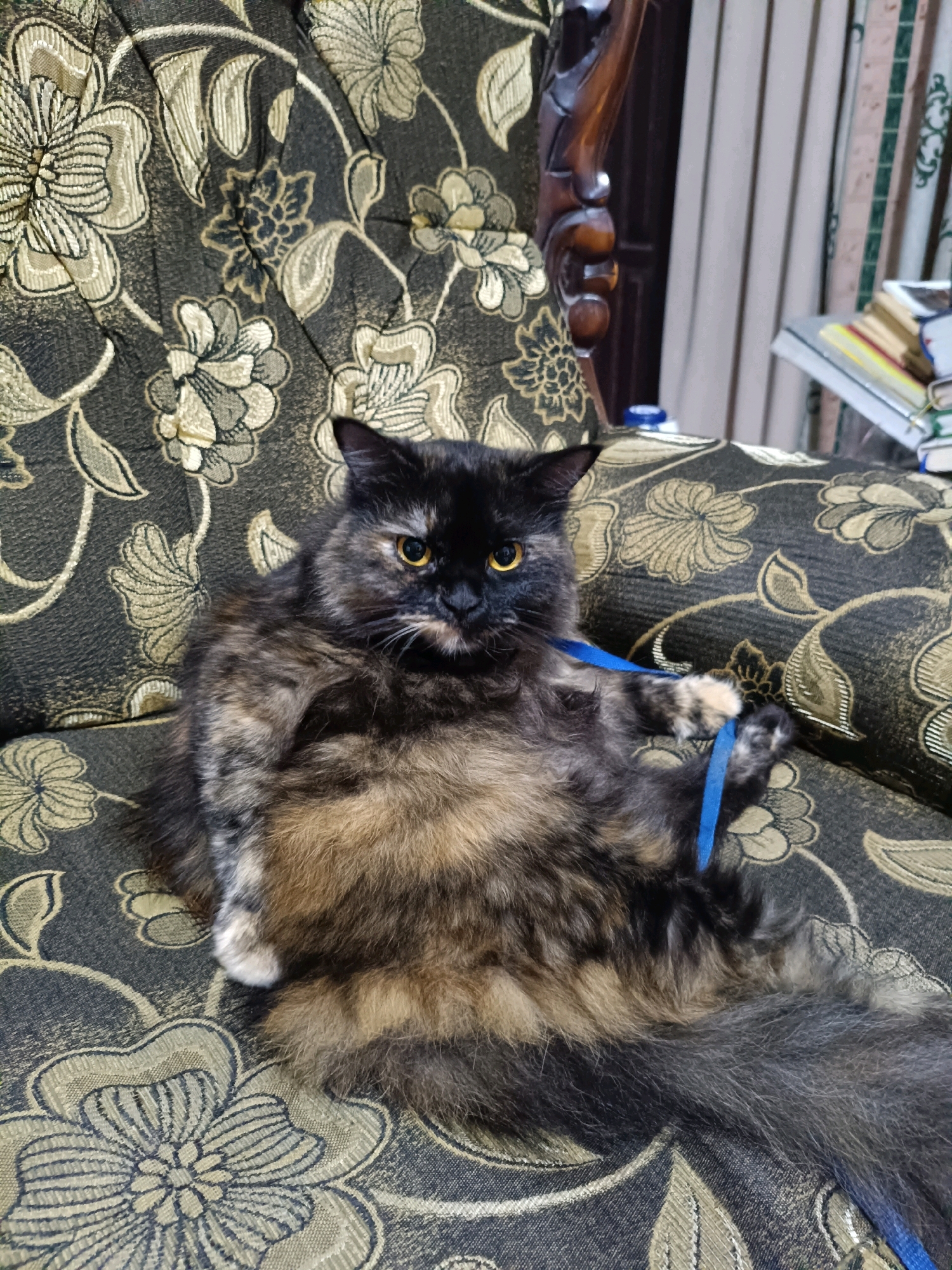 A tortoiseshell cat with long fur is lying on its side on a floral patterned couch. The cat has yellow eyes and a blue leash is wrapped around its front paws. The couch has a dark background with a light floral pattern. In the background, there is a wooden chair and a stack of books. The setting appears to be indoors, possibly a living room. There are no people visible in the image. The location is specified as Maguwoharjo, Indonesia.