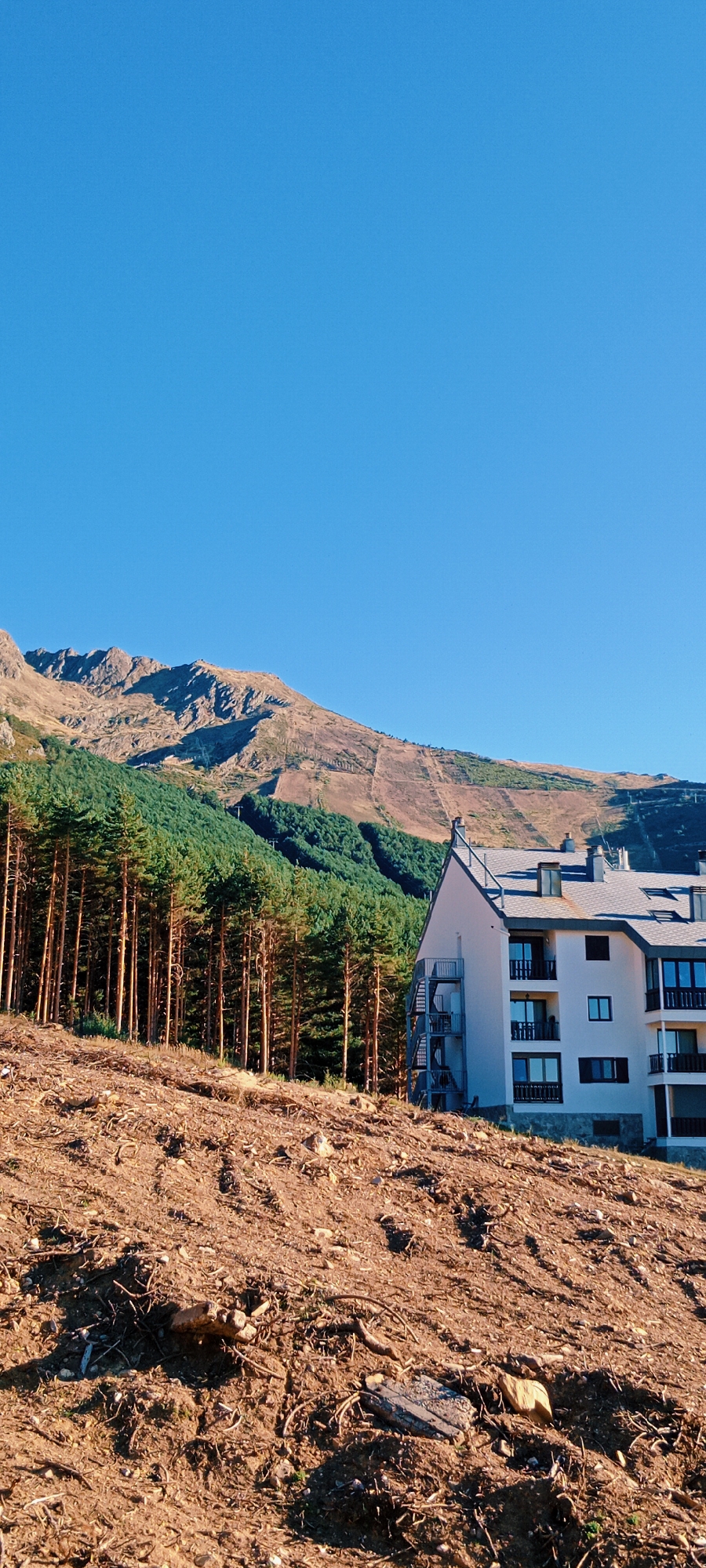 In the mountain resort town of La Pinilla, Spain, a contemporary building stands against a backdrop of rugged mountains and a dense forest. The building, a multi-story structure with a white facade, features balconies and numerous windows, suggesting it's an apartment complex or hotel. In front of the building, a cleared, sloped terrain covered in soil, roots, and debris indicates recent land alteration, possibly for construction or development. A line of tall, slender pine trees forms a distinct border between the cleared area and the lush, green mountain slopes that rise behind them. The upper slopes of the mountains are more arid, showing patches of brown earth and sparse vegetation, with visible ski lift infrastructure and groomed ski runs cut into the mountainside, hinting at the area's recreational purpose. The sky above is a clear, vibrant blue, casting a bright light over the entire scene.