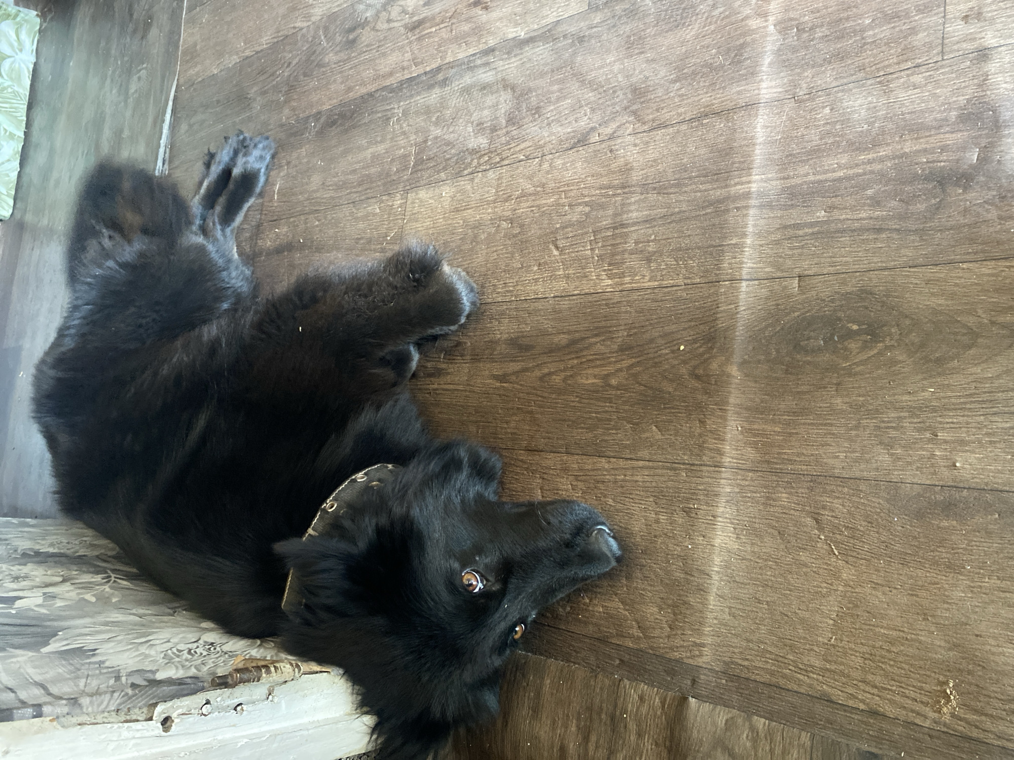 A black dog is lying on a wooden floor next to a wall with floral wallpaper. The dog is facing the camera, with its head resting on the floor. Its eyes are open and it appears to be looking at the viewer. The dog is wearing a collar. The room is dimly lit, with a light reflecting off the floor.