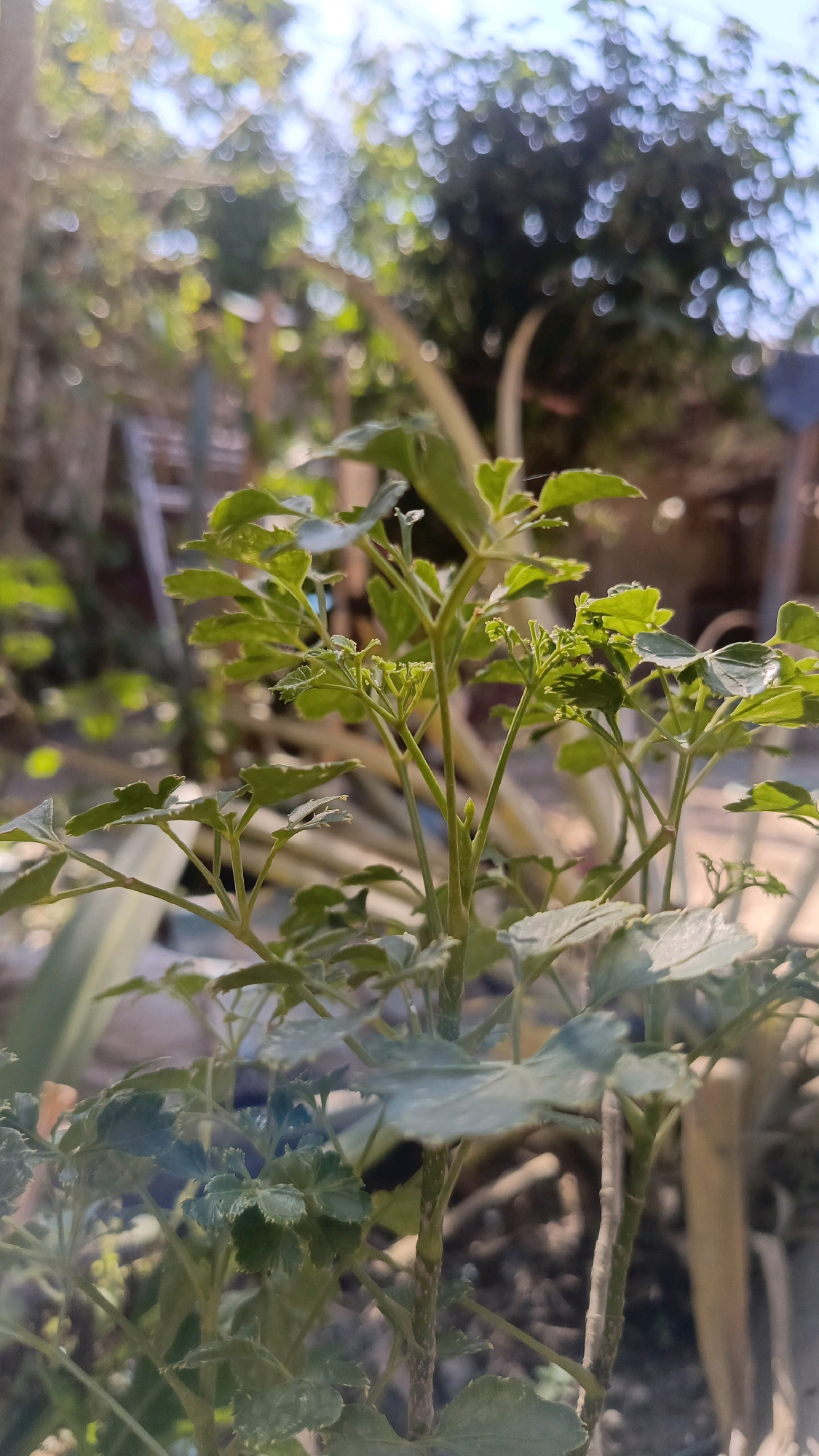 In Kebumen, Indonesia, a close-up shot focuses on the delicate, green leaves and stems of a plant. The plant's foliage is intricately detailed, with serrated edges and a light, airy appearance. Sunlight filters through the leaves, creating a dappled effect. In the background, the scene is softly blurred, suggesting a natural outdoor setting with trees and hints of structures. The overall impression is one of natural beauty and tranquility, captured in a moment of peaceful outdoor illumination.
