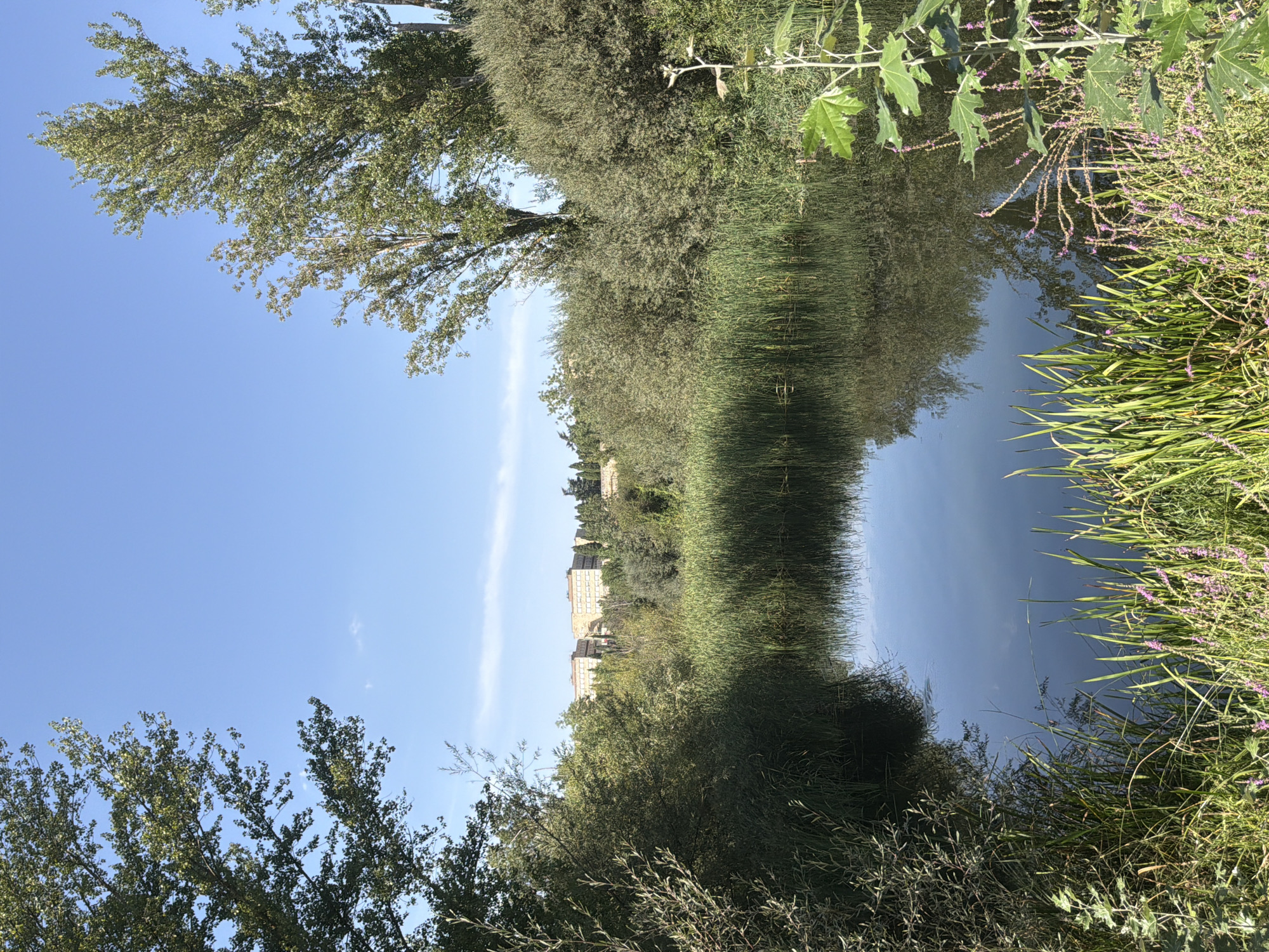The image depicts a tranquil pond surrounded by lush vegetation. Tall trees frame the scene on the left and right, their branches reaching towards a clear blue sky. In the distance, across the pond and beyond the dense foliage, several multi-story buildings with light-colored facades are visible, nestled amongst more trees. The water of the pond is still, reflecting the sky and the surrounding greenery. Reeds and grasses grow densely along the water's edge, creating a natural barrier. A single plant with large leaves and delicate purple flowers stands in the foreground on the right side of the image. The overall impression is one of a serene natural setting within or on the outskirts of an urban area. This location is the natural area surrounding the facilities of the Hospital Universitario de Salamanca, located in the city of Salamanca, Spain. There are no people or animals visible in the image.