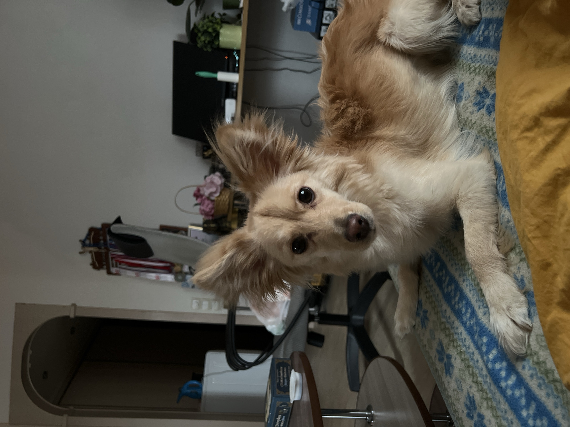A medium-sized, light-tan dog lies on a blue and white patterned blanket with a yellow fabric draped nearby. The dog is looking directly at the camera. The background shows a wall with shelves, including plants, a monitor, and a white roller. A clothing rack is visible, along with a black office chair, a side table, and what appears to be a board game. The location is not discernible as Perm, Russia, from the image alone.