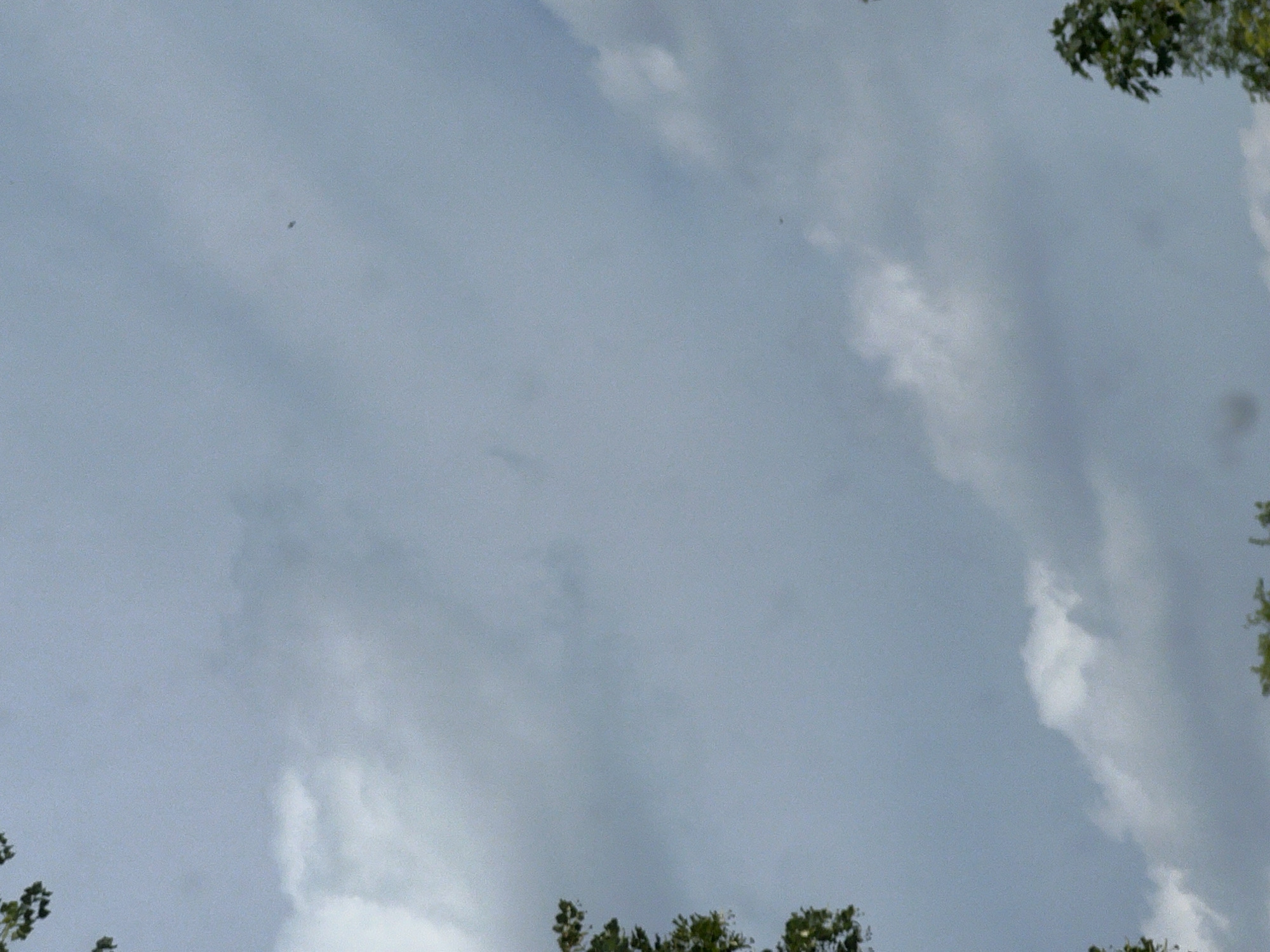 The image captures a cloudy sky with a light grey hue, suggesting overcast conditions. Visible in the frame are the tops of trees on the left and right edges, with green foliage. A small, dark, indistinct object is present in the upper-middle portion of the sky. The image does not contain any people or provide any recognizable landmarks that would indicate a specific location within Warsaw, Poland. The scene is static, with no discernible actions or interactions occurring.
