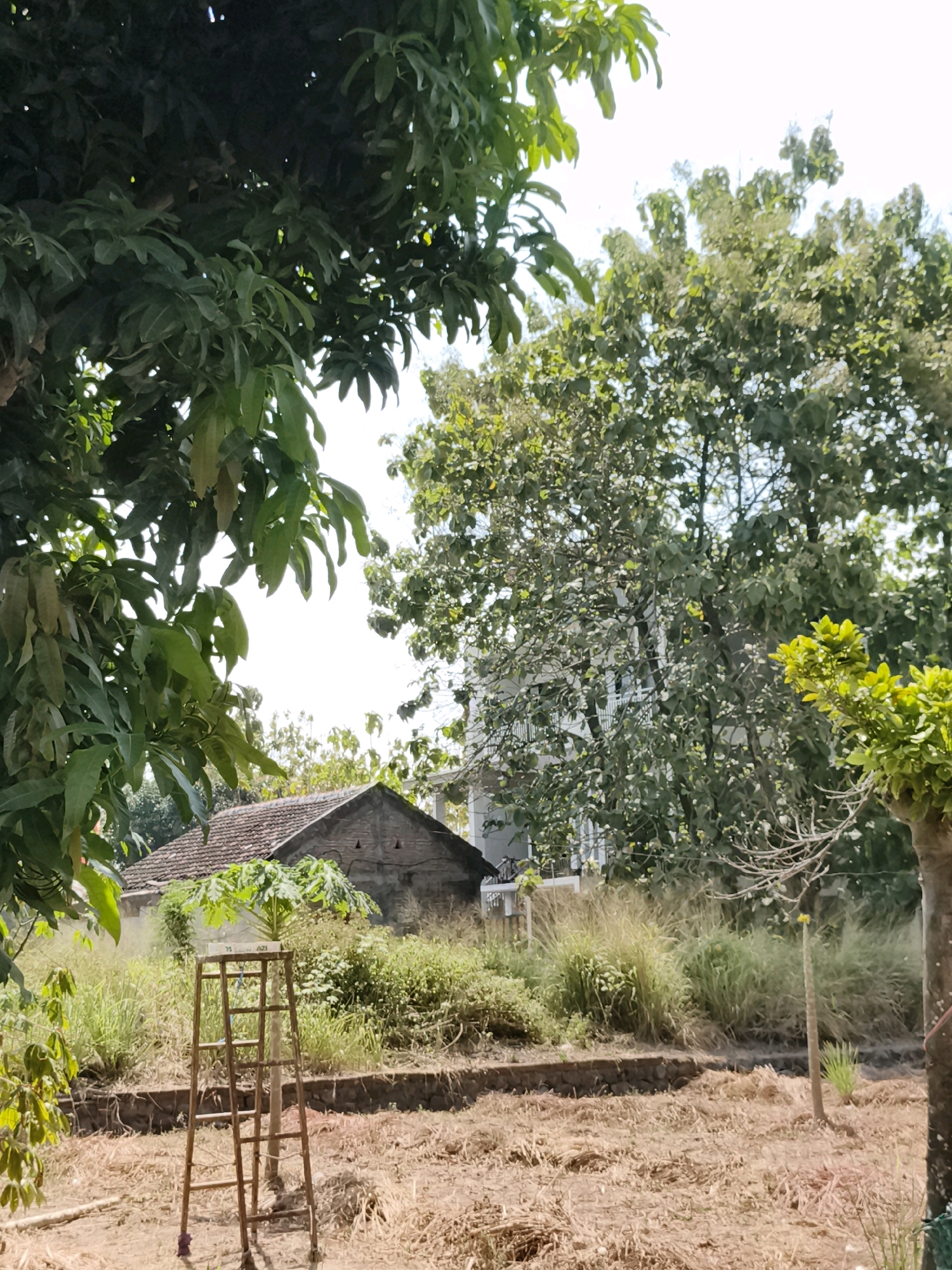 In Gawanan, Indonesia, a scene unfolds with a focus on a humble dwelling. A small, single-story house with a weathered tile roof sits nestled amongst overgrown vegetation. In the foreground, dry, brown grass and straw cover the ground, suggesting a dry season or recent clearing. A wooden ladder stands vertically, a small papaya tree with large leaves rising behind it. Beyond the house, a multi-story building with white walls and visible windows peeks through a dense canopy of lush green trees. The sky above is bright and clear, indicating a sunny day. The overall impression is one of a rural, unmanicured environment with a stark contrast between the simple, rustic house and the more modern building in the background.