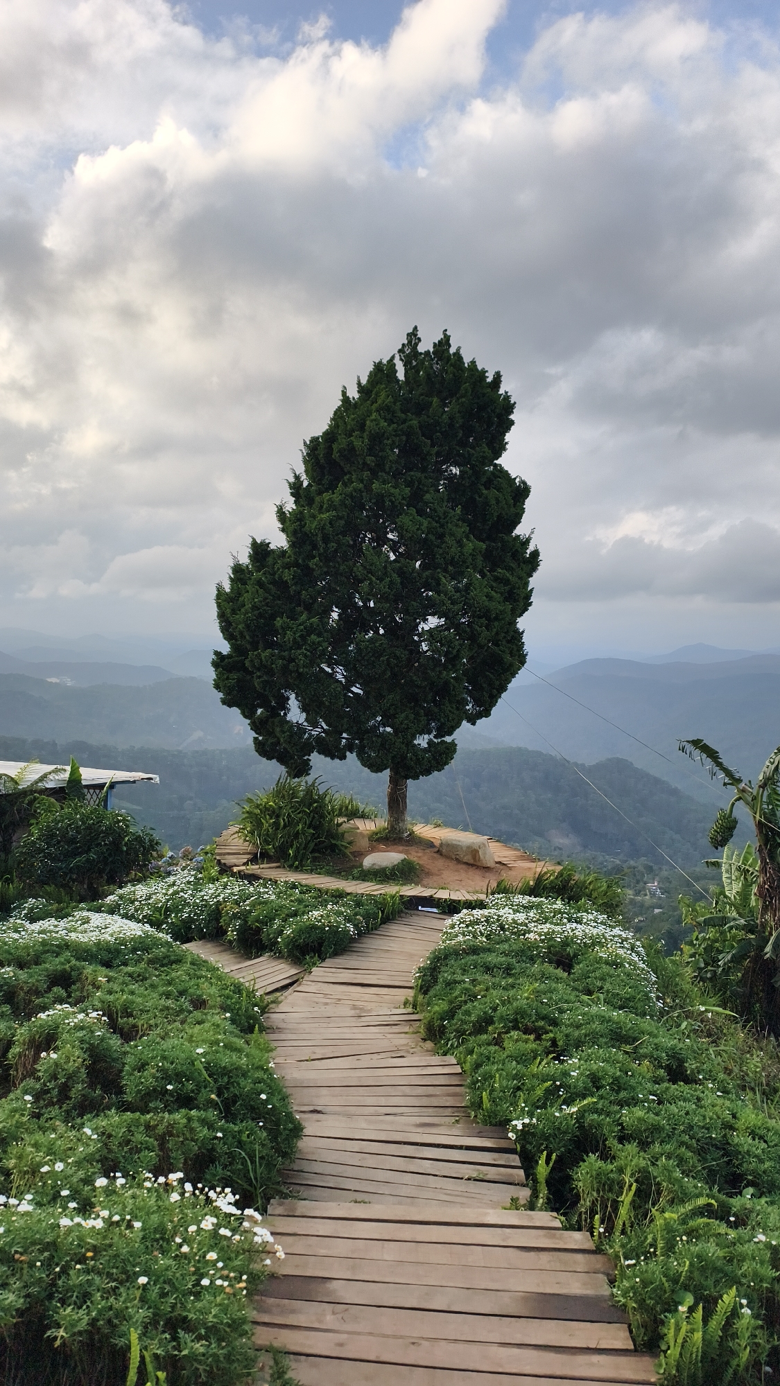 An outdoor, medium shot captures a solitary evergreen tree standing tall on a small, dirt mound at the edge of a mountain vista. The tree, with its dark green, dense foliage, is the focal point, positioned slightly off-center to the right. In the foreground, a weathered wooden boardwalk curves through lush, green bushes dotted with small white flowers, suggesting a well-maintained garden path. The boardwalk is constructed from individual wooden planks, some appearing slightly worn and uneven, adding to the rustic charm of the scene.
Beyond the foreground garden, the landscape unfolds into rolling hills and mountains that recede into a misty, hazy distance. The sky above is filled with dramatic, white and gray clouds, hinting at a potentially overcast or changing weather day. To the left of the tree, a small portion of a building with a sloped roof is visible, partially obscured by the surrounding vegetation. In the far right of the frame, a cluster of banana-like leaves can be seen, adding a touch of tropical greenery to the scene. The overall impression is one of serene natural beauty and a tranquil viewpoint, possibly a popular spot in Phát Chi, Vietnam, for appreciating the expansive mountain scenery. No people are present in the image.