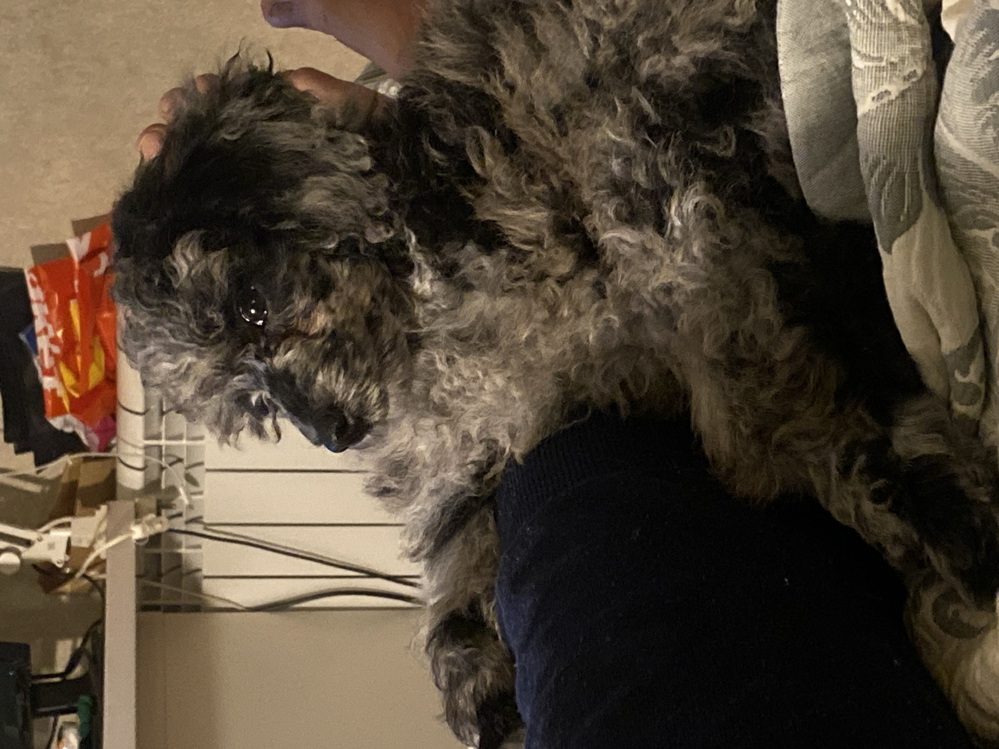 A brindled poodle dog is resting on a person's lap in a domestic setting, possibly an apartment in Saint Petersburg, Russia. The dog has dark and grey curly fur. Its head is turned to the left, and its eyes are open. The person's hand is visible near the dog's head, gently holding it. The dog is positioned on the person's dark blue garment. In the background, a radiator is visible, along with some shelves containing various objects, including what appears to be a computer monitor and some colorful packaging. The lighting suggests an indoor environment with artificial light.