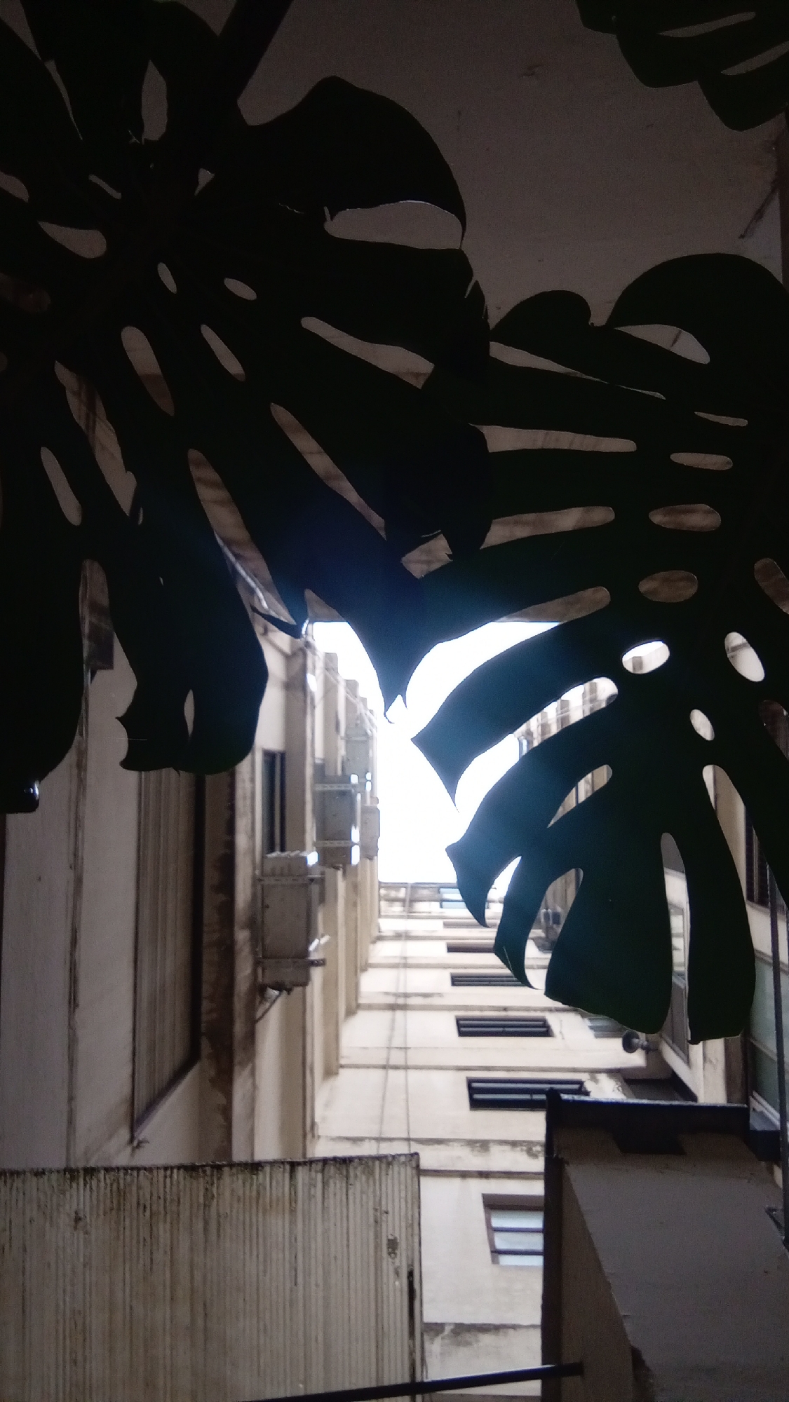 An upward-looking shot through a silhouette of Monstera leaves reveals a narrow urban canyon. The buildings appear aged and in need of cleaning. Visible details include windows, air conditioning units, and what appear to be drainpipes. The location is likely in Buenos Aires, Argentina, given the architectural style. There are no people visible.