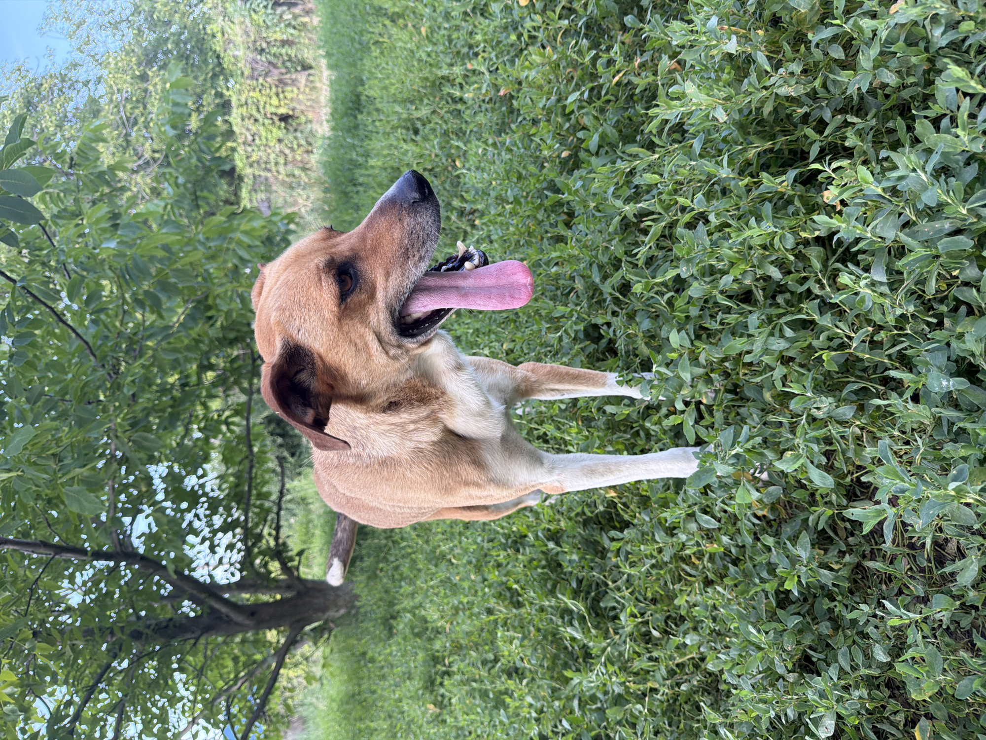 The image, taken outdoors in Leningradskaya, Russia, features a medium-sized, tan-colored dog with its mouth open and tongue hanging out. The dog is panting, suggesting it might be hot or has been exercising. Its head is turned to the left, and its eyes are looking upward. The dog is positioned in the foreground, with a lush green, leafy ground cover filling the right side of the frame and extending into the background. To the left, trees with green leaves are visible, suggesting a natural, possibly park-like or wooded area. The lighting suggests it is daytime, likely with some sunlight filtering through the leaves. The overall scene conveys a sense of a warm day and the dog enjoying the outdoors. There is no visible text in the image.