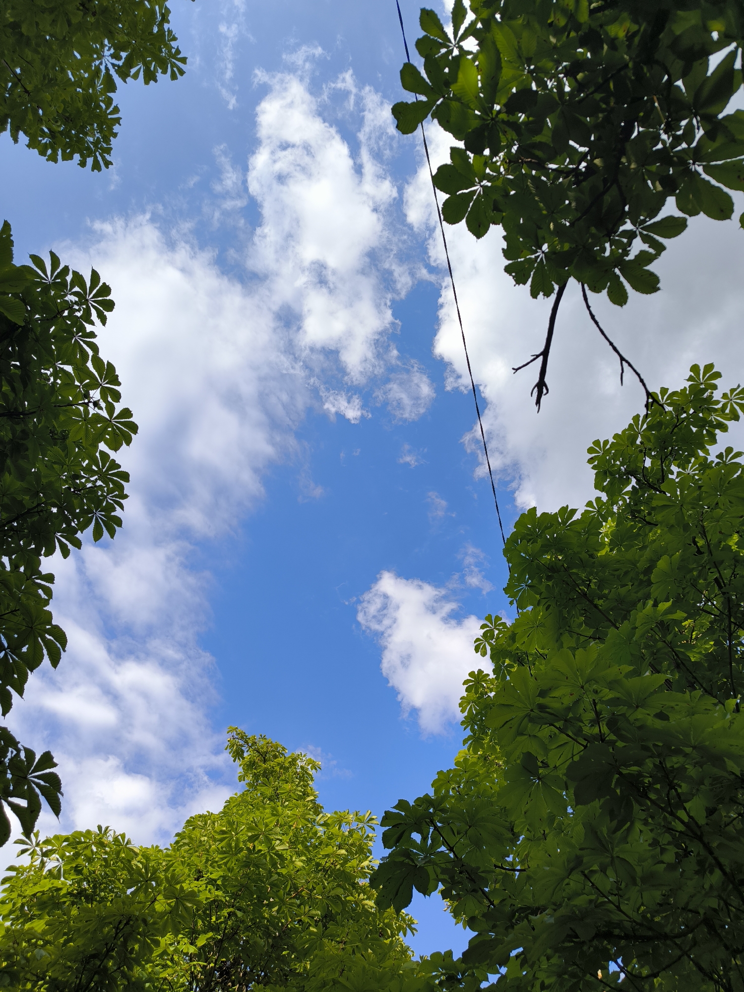 A low-angle shot captures a bright blue sky filled with fluffy white clouds. Lush green foliage from several trees frames the sky from the top and sides, creating a natural canopy. A thin black wire is visible, running diagonally from the upper right corner towards the center of the frame, suggesting the presence of overhead power lines. The image appears to be taken outdoors, likely in a park or a residential area with trees in Chișinău, Moldova, given the context.