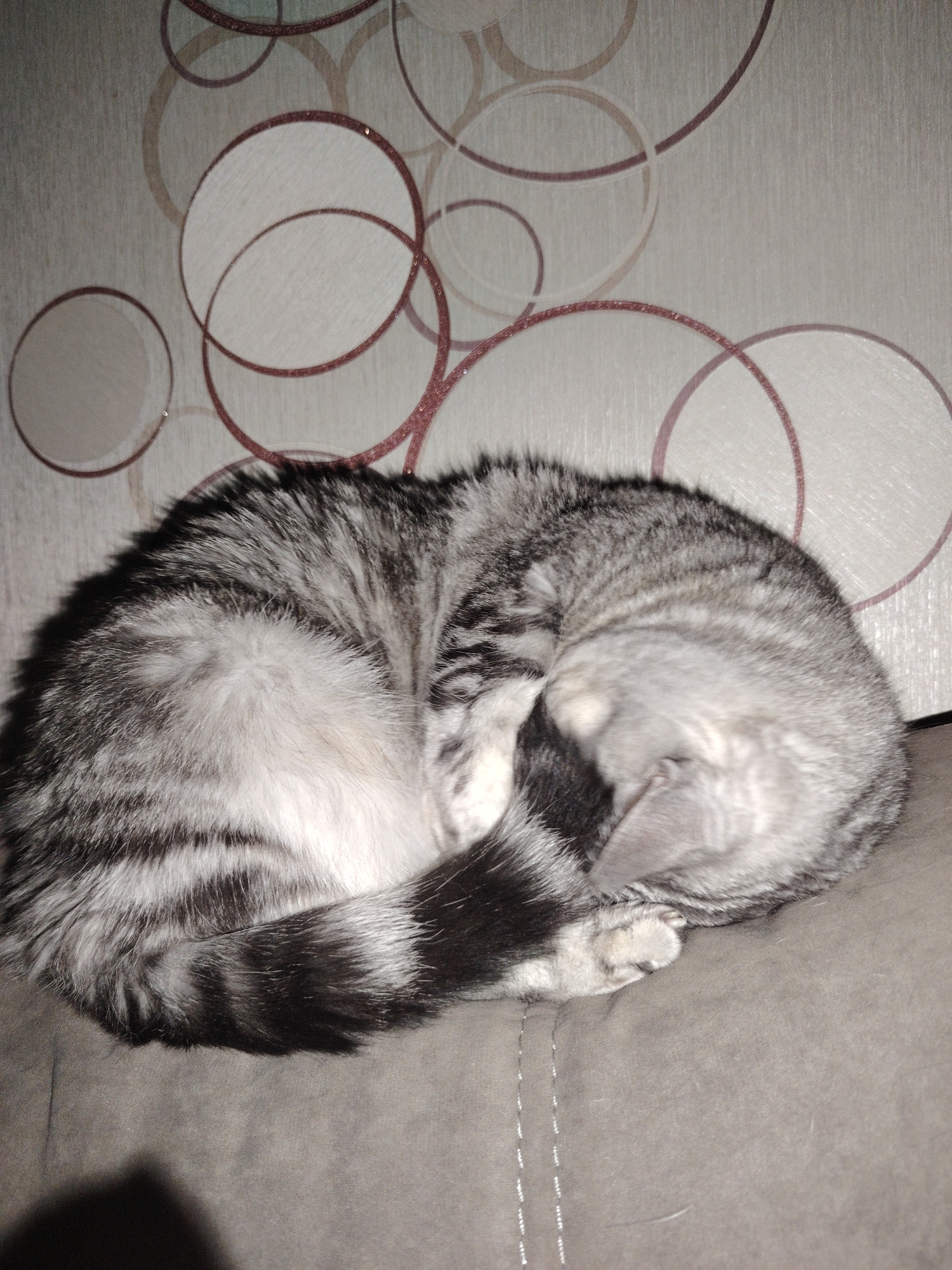 The image displays a silver tabby cat sleeping curled up on a sofa or upholstered furniture. The cat is tightly snuggled into a ball, with its head tucked into its body and its striped tail wrapped around its front paws. Its fur shows distinct grey and black tabby markings, with lighter white fur on its underside. One small paw is visible near its face.
The cat is resting on a textured, greyish-brown fabric surface, likely a cushion or armrest of a sofa, indicated by a faint seam line. In the background, there is a wall covered with wallpaper featuring a decorative pattern of numerous overlapping circles in various shades of brown, beige, and possibly faint pinkish-red tones. Some of these circles have outlines that appear to shimmer or glisten, visible in the detailed crops. The wallpaper itself has a subtle vertical linear texture.
The lighting in the image is somewhat dim, suggesting it might be evening, nighttime, or a room with low artificial light. The overall atmosphere is one of peaceful domesticity. There is no visible text in the image.