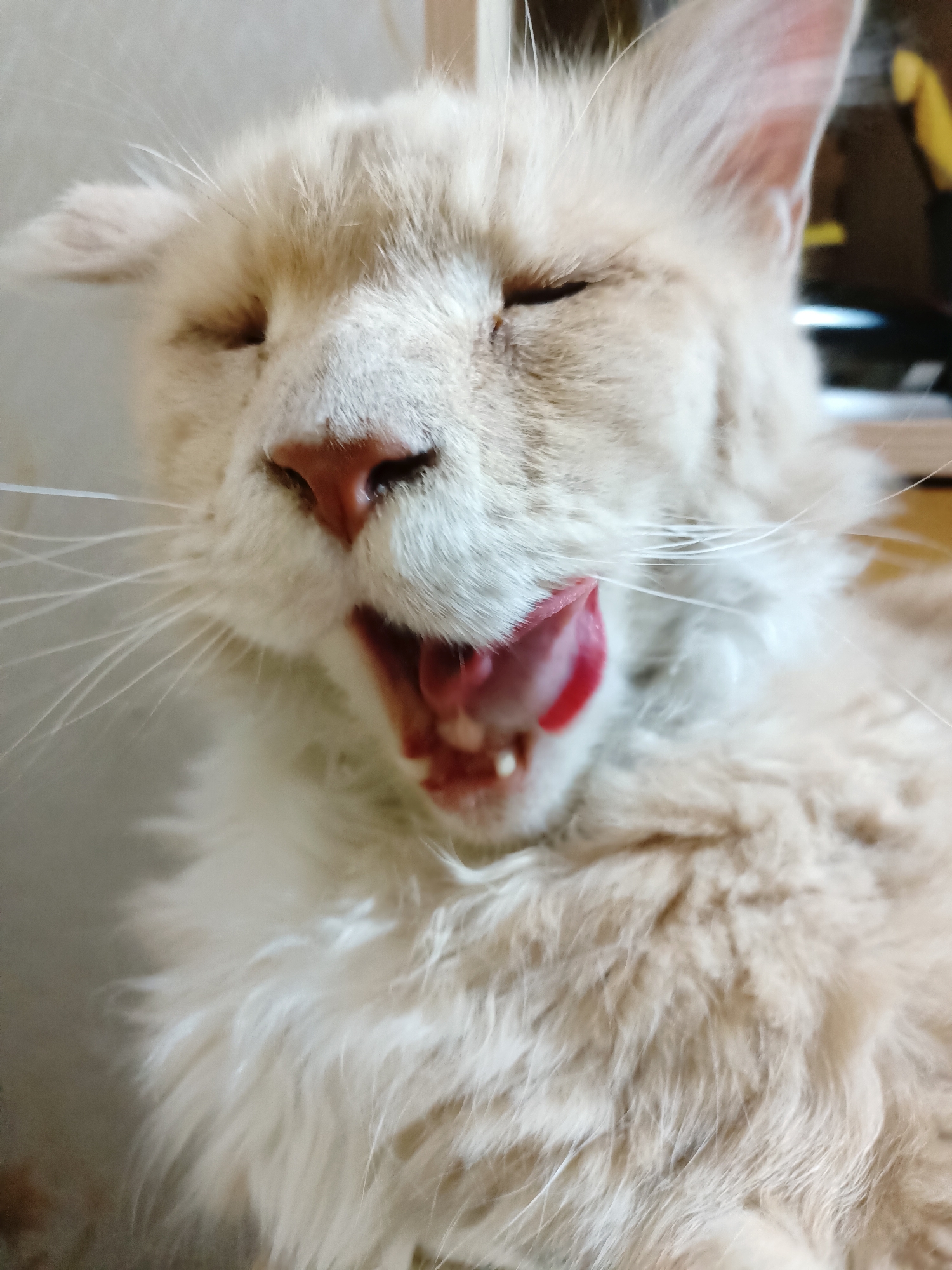 A close-up, eye-level shot shows a light-colored, long-haired cat with its eyes closed and its tongue extended, licking its lips. The cat has a pink nose and prominent white whiskers. The background is blurred, with hints of a light-colored wall and some indistinct objects, possibly furniture, in the upper right portion of the frame. There are no discernible features that would indicate a specific location within the city of Almaty, Kazakhstan. The image is focused on the cat's face and upper body.