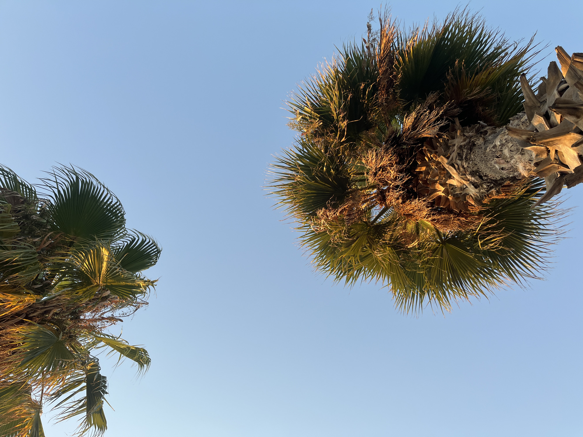 An upward-angle shot shows the tops of two palm trees against a clear blue sky. One palm tree dominates the foreground, with its thick, rough trunk and a dense crown of green fronds illuminated by warm, golden sunlight. The other palm tree is positioned in the upper left corner, appearing smaller and further away, with its fronds also catching the light. The scene appears to be in Paleo Faliro, Greece, suggesting a coastal or park setting typical of the area. There are no people or any other objects visible in the image. The lighting indicates it is likely late afternoon or early morning.