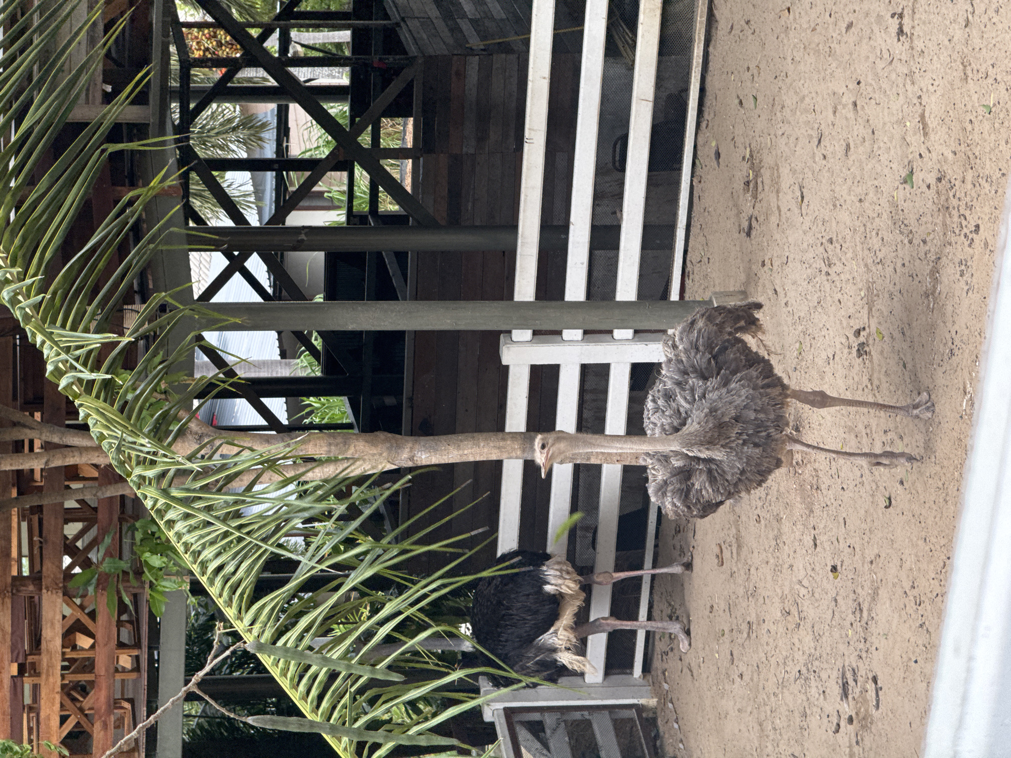 Two ostriches are in a pen in an outdoor enclosure. The ostrich in the foreground is facing to the right. It is mostly gray and has a fluffy neck and body. It has long, thin, gray legs and feet. The ostrich in the background is facing away from the camera and is mostly black. It also has long, thin legs and feet. Both ostriches are standing on sandy ground. There is a white wooden fence behind the ostriches, and a wooden structure in the background. The enclosure appears to be part of a zoo or wildlife park. The image appears to have been taken during the daytime.