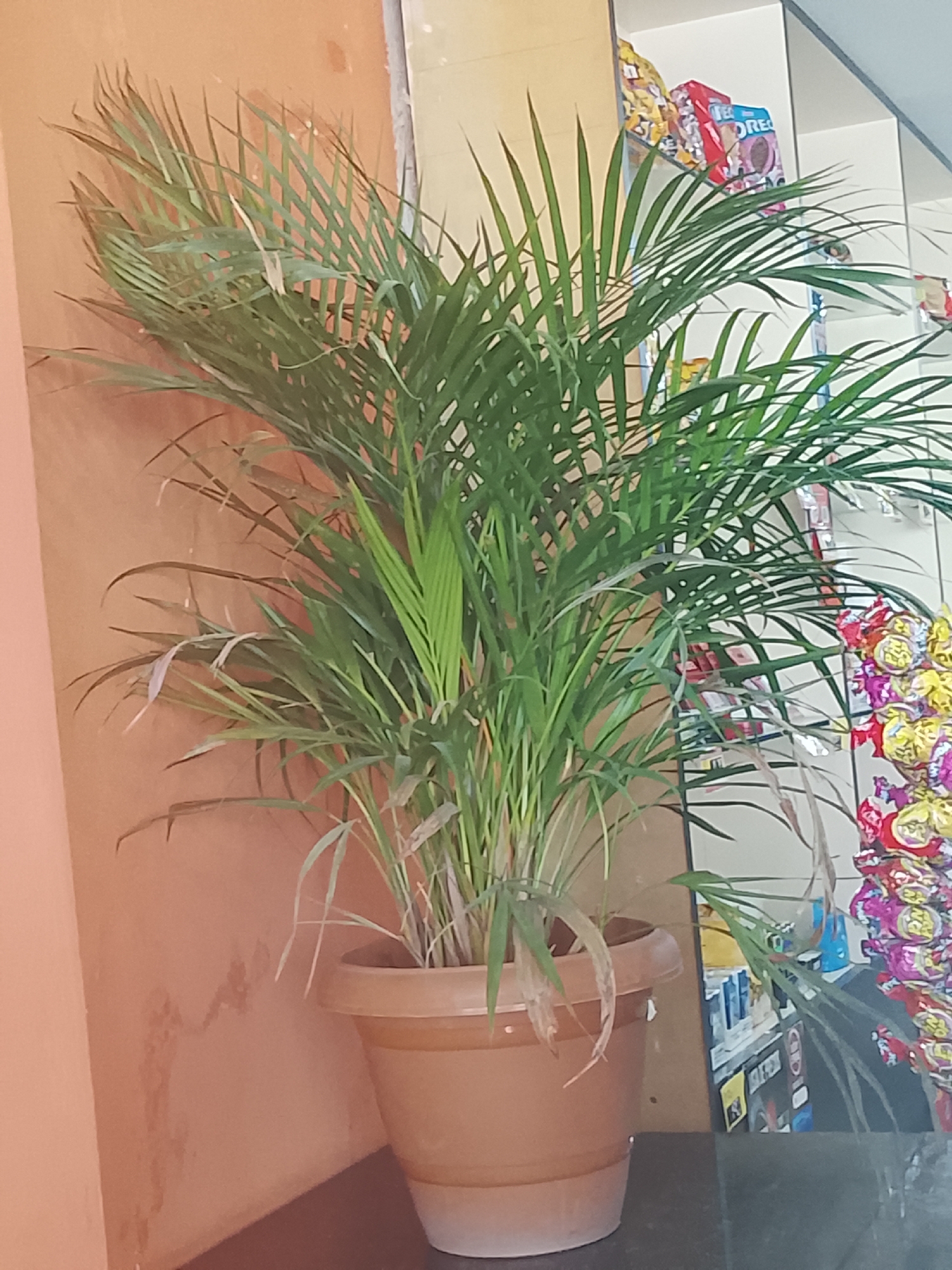 The image shows a potted palm plant with long, thin, green leaves in a brown plastic pot. The plant is positioned against a light orange wall on the left. To the right of the plant is a shelf stocked with various food products and candy, partially visible through the plant's foliage. The setting appears to be indoors, possibly a store. While the image provides the location Altagracia, Venezuela, it does not specifically describe the exact location.