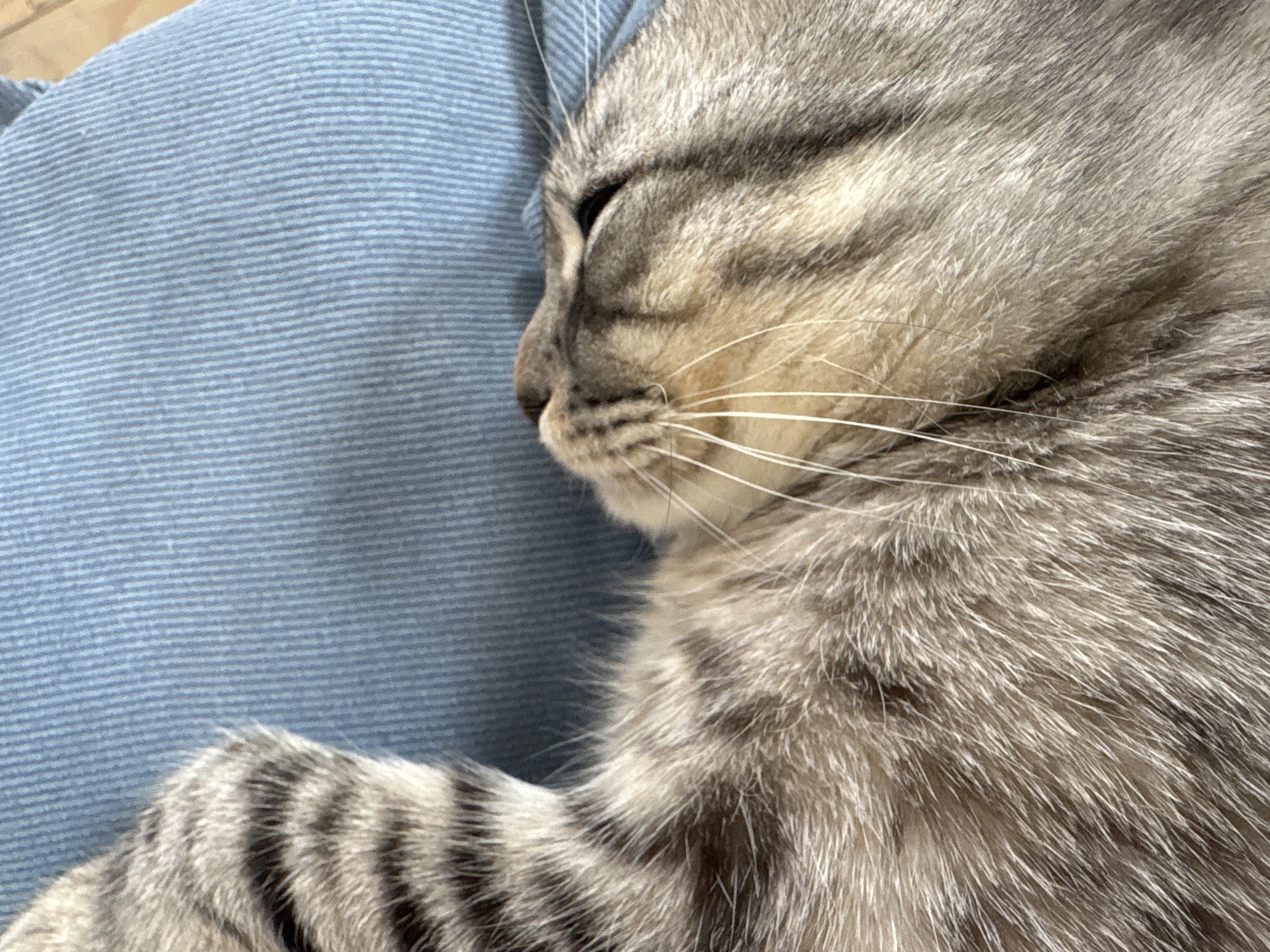 A close-up photograph depicts a gray tabby cat sleeping on a blue, horizontally striped surface. The cat is positioned in the foreground with its head resting on the blue surface. Its eyes are closed, and its whiskers are visible. The tabby markings are distinct on its fur, particularly on its paw, which is also visible. The lighting is soft, and the background is blurred, focusing the viewer's attention on the cat. There is no indication of the location being Perm, Russia.