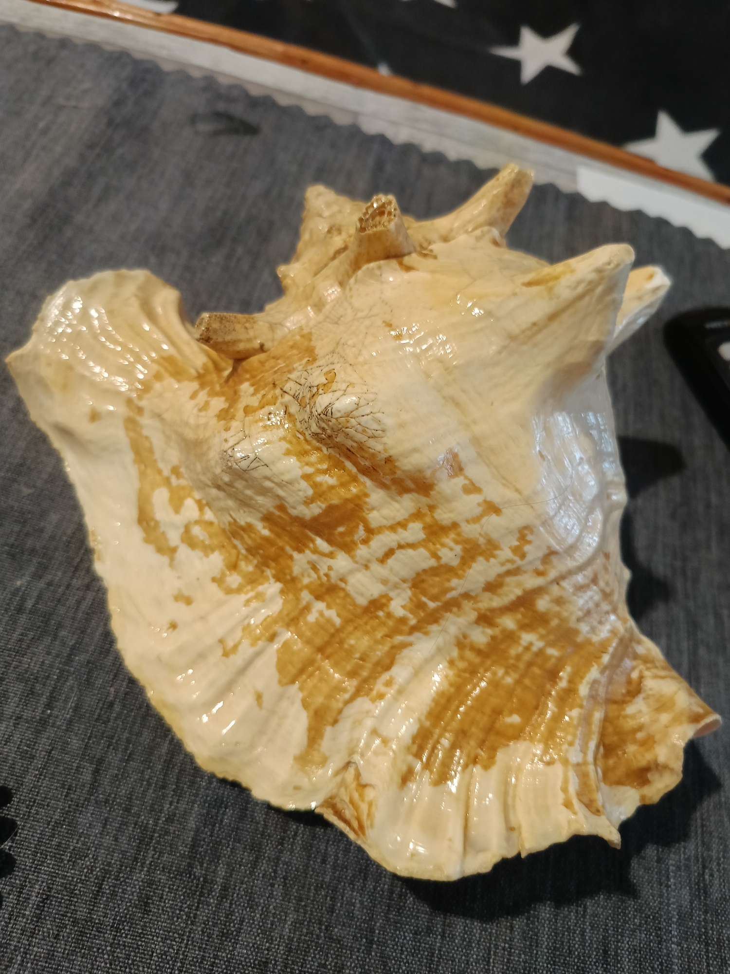 A large, ornate seashell with a glossy, polished finish rests on a dark grey textured surface, possibly a tablecloth. The seashell exhibits natural variations in color, with areas of creamy white interspersed with irregular patches of golden brown. The surface of the shell is smooth and reflective, indicating it has been varnished or treated. The seashell has a prominent spiral structure and pointed protrusions, characteristic of a conch shell.
The background shows a hint of a dark surface with white star patterns, possibly a decorative cloth or banner. A thin wooden trim is visible above this surface. A small, dark object, potentially electronic, is partially visible on the far right of the image. The overall lighting suggests an indoor setting, with shadows cast by the shell indicating a light source from above and to the right.
There are no people or animals visible in the image. The scene is static and focuses solely on the seashell and its immediate surroundings.
The image was taken in Varna, Bulgaria.