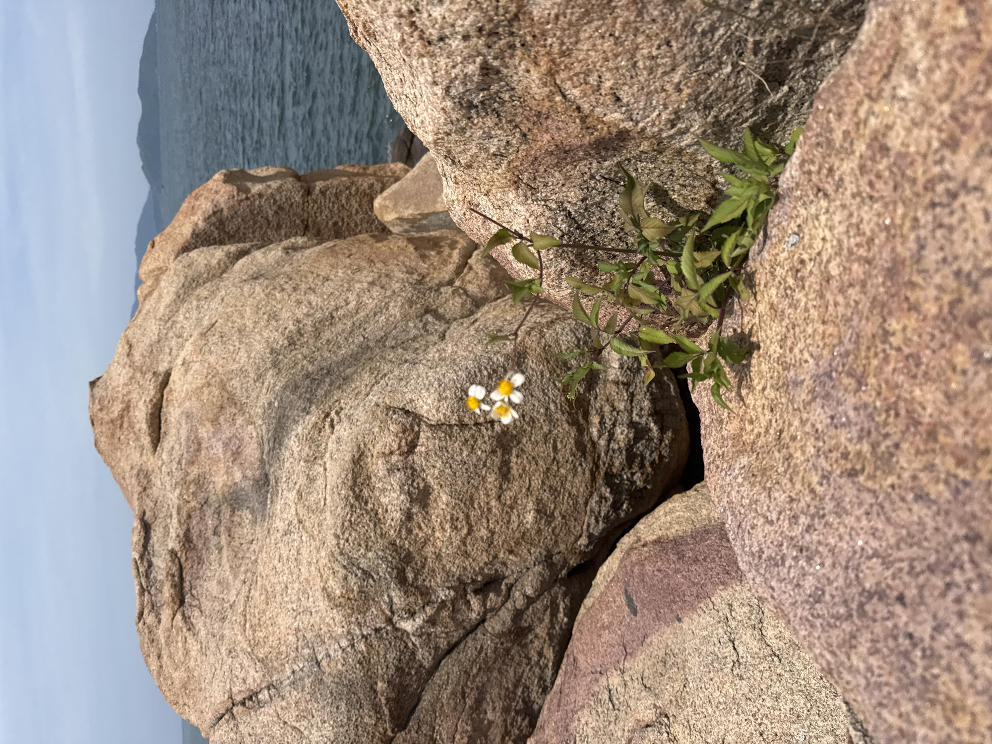 A cluster of small white flowers with yellow centers grows from the rocky terrain near the ocean. The foreground is dominated by large, textured rocks in shades of tan and pink, with a hint of purple on one large boulder. Behind these rocks, the blue ocean stretches to the horizon, meeting a hazy, pale blue sky. In the distance, faint outlines of islands or landmasses are visible. The scene is a natural, coastal environment, likely a shoreline or cliffside in Bac Nha Trang Ward, Vietnam. There are no people or animals visible in the image.