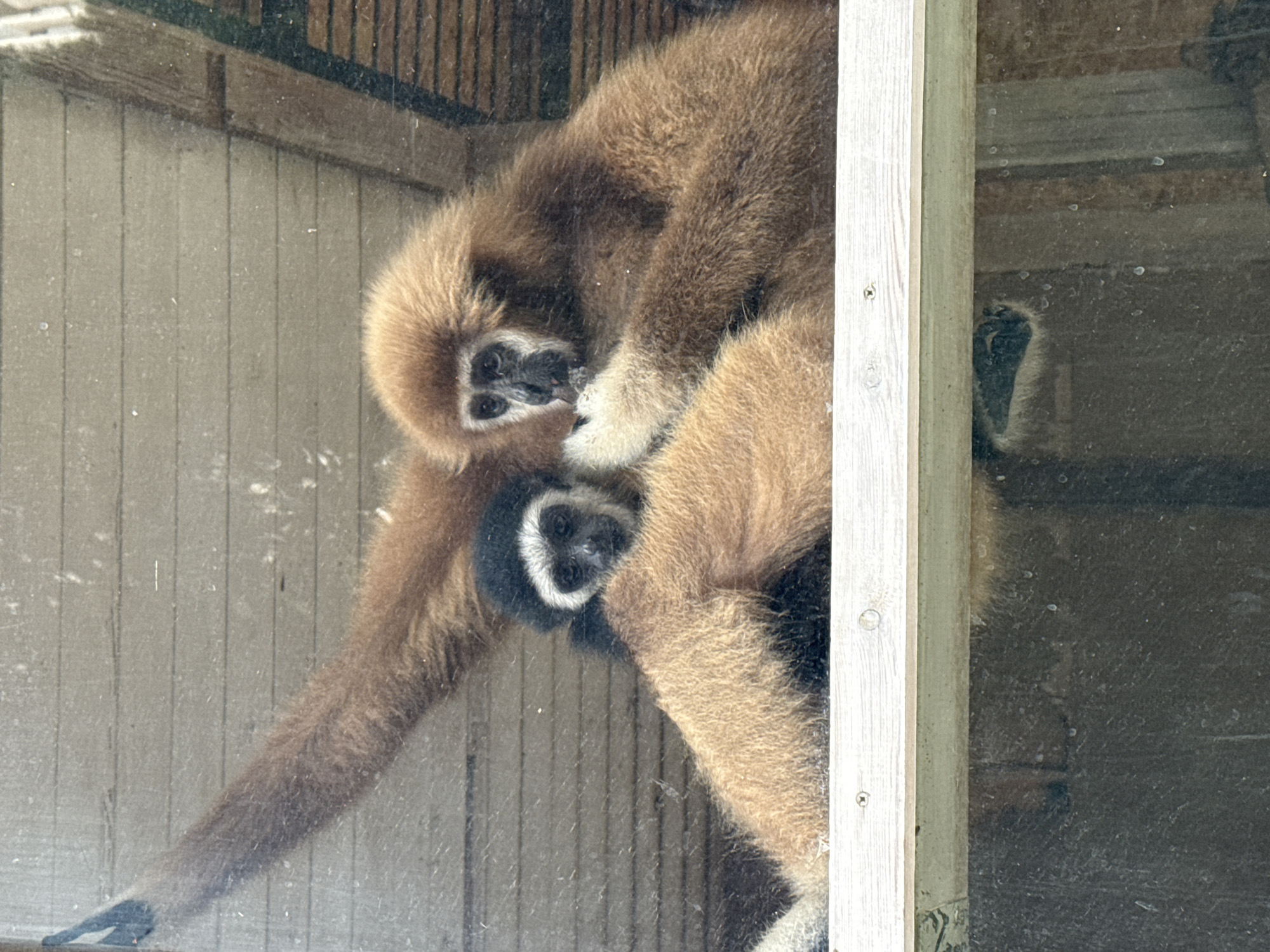 The image shows two gibbons inside an enclosure, possibly at a zoo or sanctuary. One gibbon, on the left, has dark fur on its head and face, with white markings around its eyes and muzzle. It is leaning against the larger gibbon. The other gibbon, on the right, is larger and has light brown fur all over its body. Its face is partially visible and it appears to be grooming or interacting with the smaller gibbon's arm. They are positioned on a wooden structure, likely part of their habitat. The enclosure seems to have a glass front, as evidenced by reflections and the overall photographic perspective. The background consists of wooden planks and slats, suggesting an indoor or sheltered area. The lighting is somewhat diffused, and the image has a slightly dusty or smudged appearance, consistent with viewing through glass.
