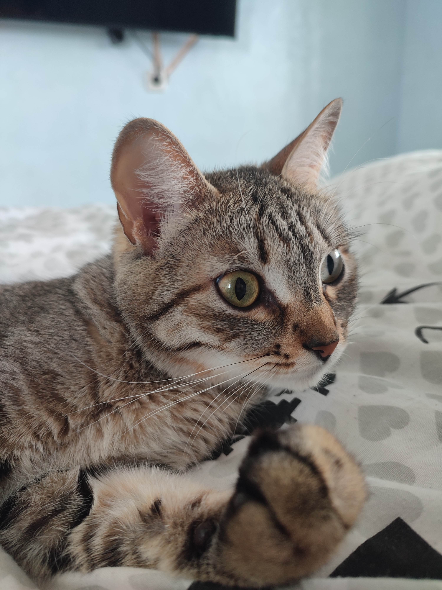 A domestic shorthair tabby cat lies on a bed with white bedding patterned with grey hearts and black arrows. The cat faces right with its head raised, alert, and focused on something outside the frame. Its right paw is extended toward the camera. The background is a light blue wall with an electrical outlet visible.
