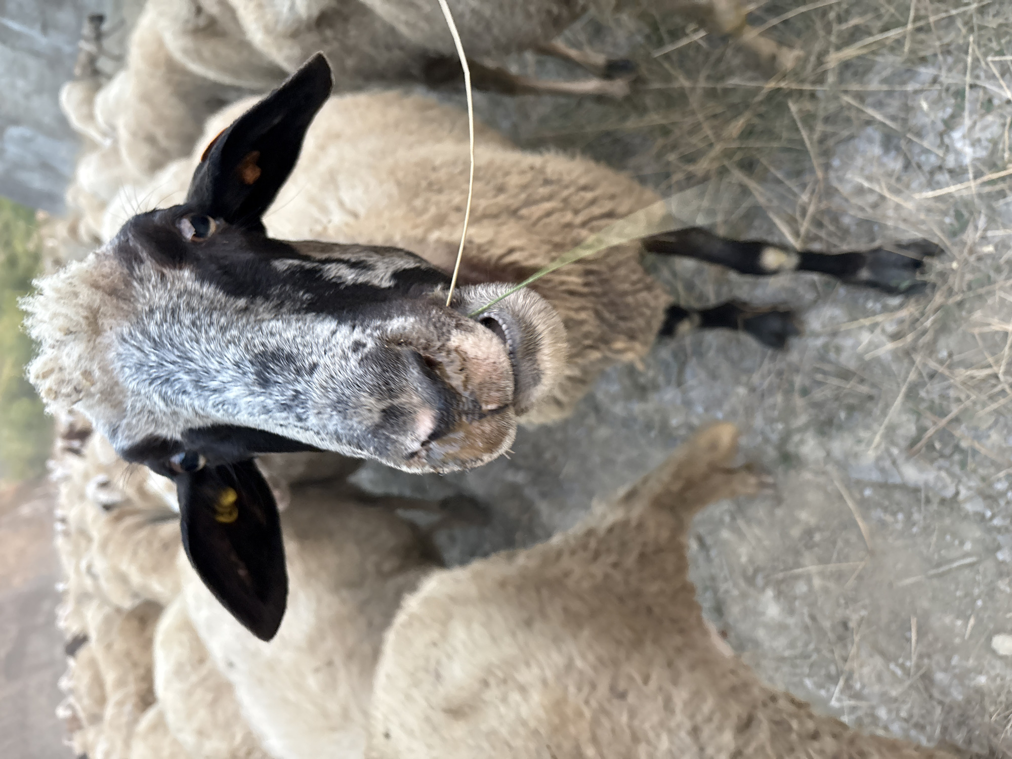 In Tankovo, Bulgaria, a close-up shot focuses on the head of a sheep from a herd. The sheep is looking directly at the camera, with its mouth open slightly and a blade of grass protruding. The sheep has black markings around its eyes and nose, with grey and white wool on its face and head. Its ears are black and point outward, with a yellow tag in the left ear. In the background, a large flock of sheep is visible, appearing as a mass of light-colored wool. The ground is covered with dry grass and dirt. The lighting suggests it is daytime, possibly late afternoon or early morning, given the soft, diffused light.