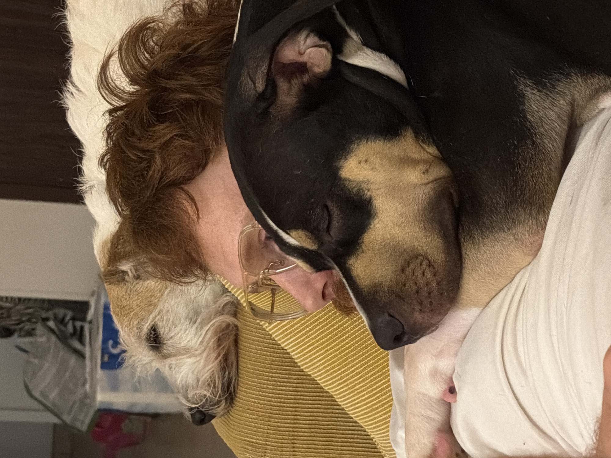 Two dogs are sleeping on a person's chest. The person is wearing glasses and lying on a yellow and white striped surface. The first dog is tan and white and resting on the person's left side, while the second dog is black, tan, and white and sleeping on the person's right side. The location is not discernible.