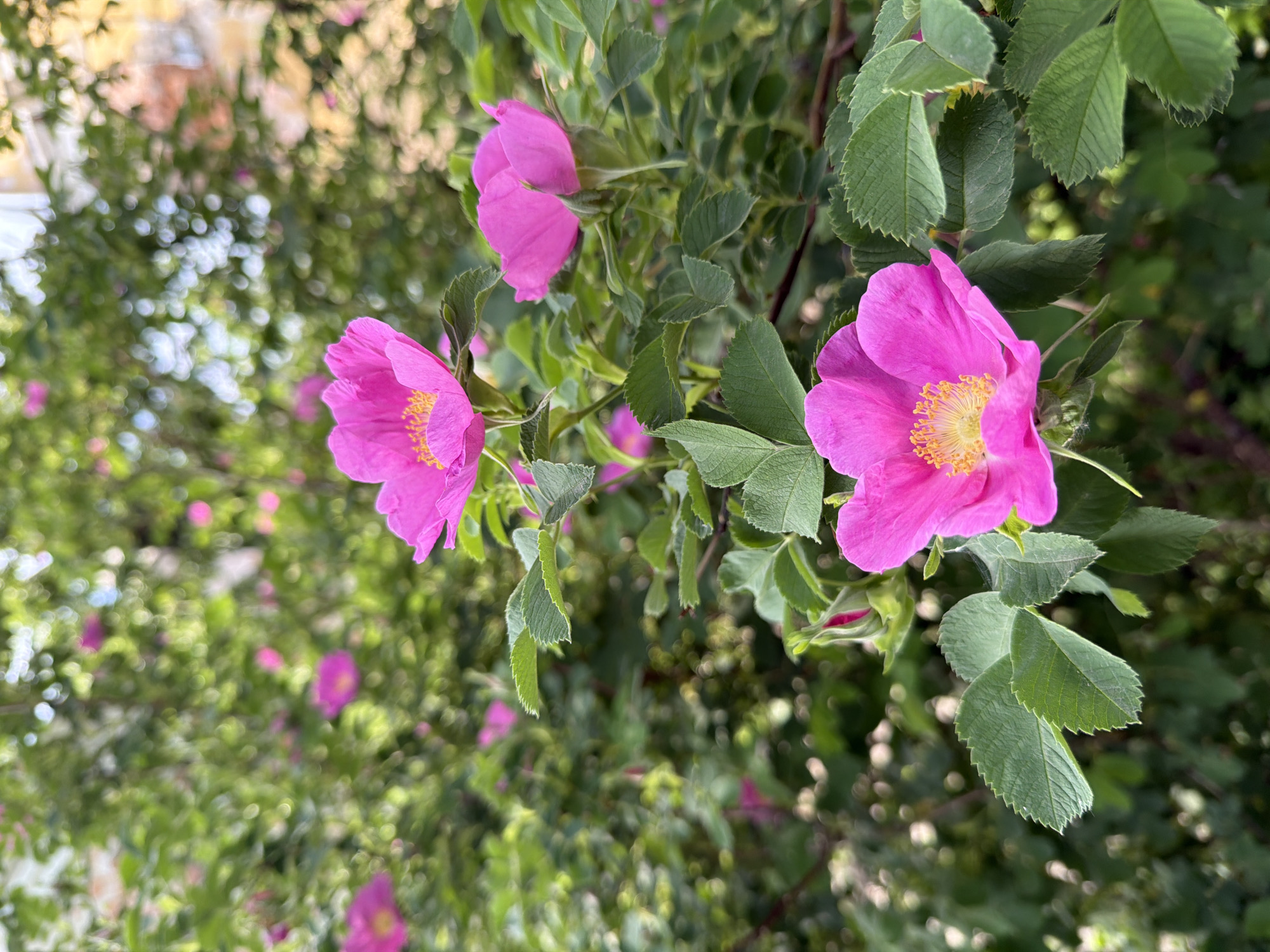A close-up, medium shot captures several vibrant pink dog rose flowers in bloom against a backdrop of lush green foliage and a blurred urban building. The flowers are in various stages of opening, with some fully bloomed and others still budding. The foreground features a few prominent pink roses with delicate petals and yellow stamens. The background is a soft blur of green leaves and hints of yellow and beige from a building, suggesting an urban park or garden setting in Birobidzhan, Russia. No people are visible in the image.