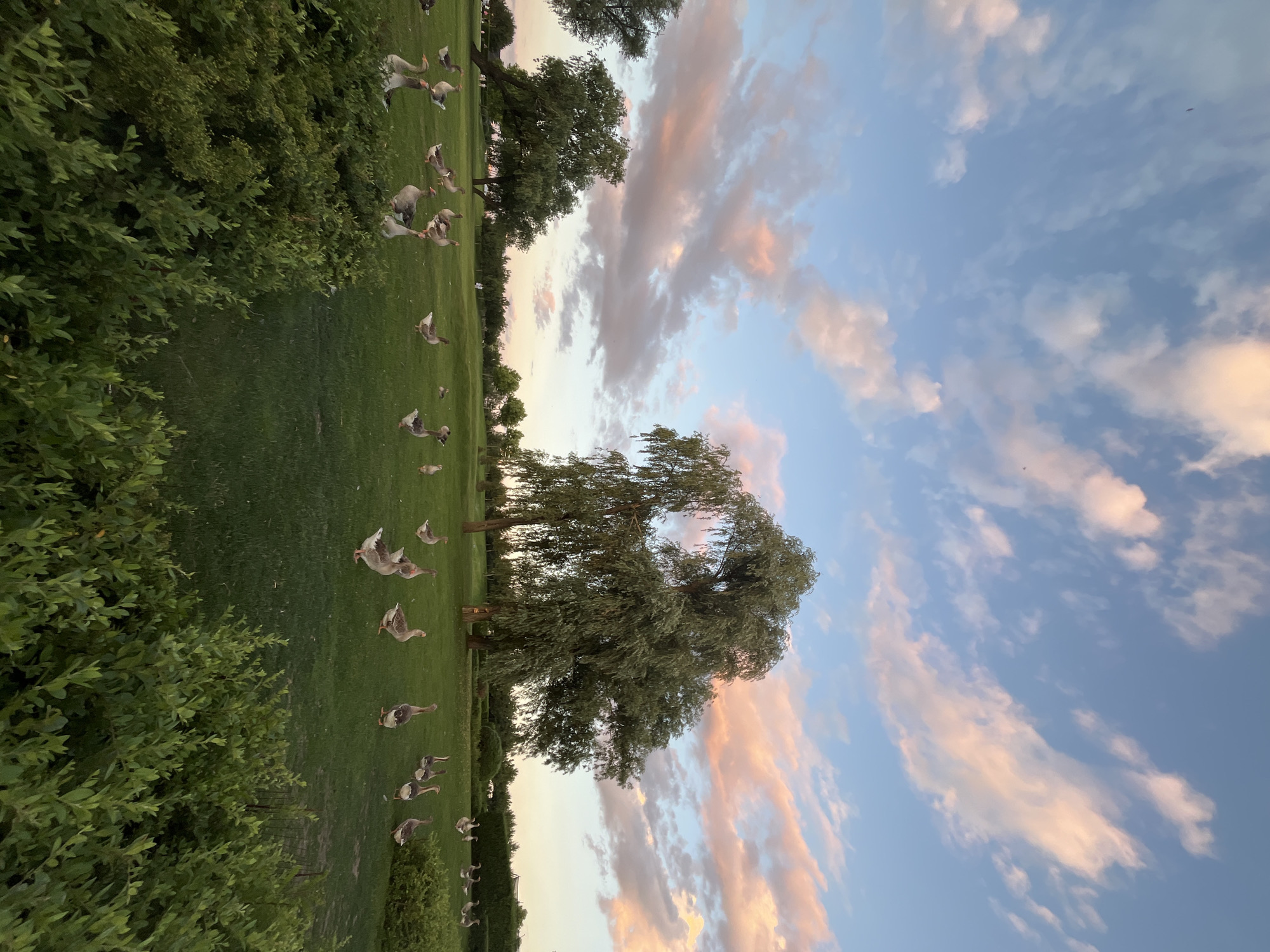 The image depicts a flock of geese grazing on a lush green lawn under a sky with scattered clouds tinged with pink and orange hues, suggesting either sunrise or sunset. Several mature trees are visible in the background, including a large weeping willow. The foreground is bordered by dense green bushes. The scene appears to be an outdoor park or landscaped area, possibly located in the Dnipro city park in Dnipro, Ukraine, known for its natural beauty and recreational spaces. There are no visible people in the frame. The geese are the primary subjects, spread across the grassy area in various postures, some standing, others seemingly pecking at the grass. The overall atmosphere is serene and natural, showcasing a peaceful moment in a tranquil setting.