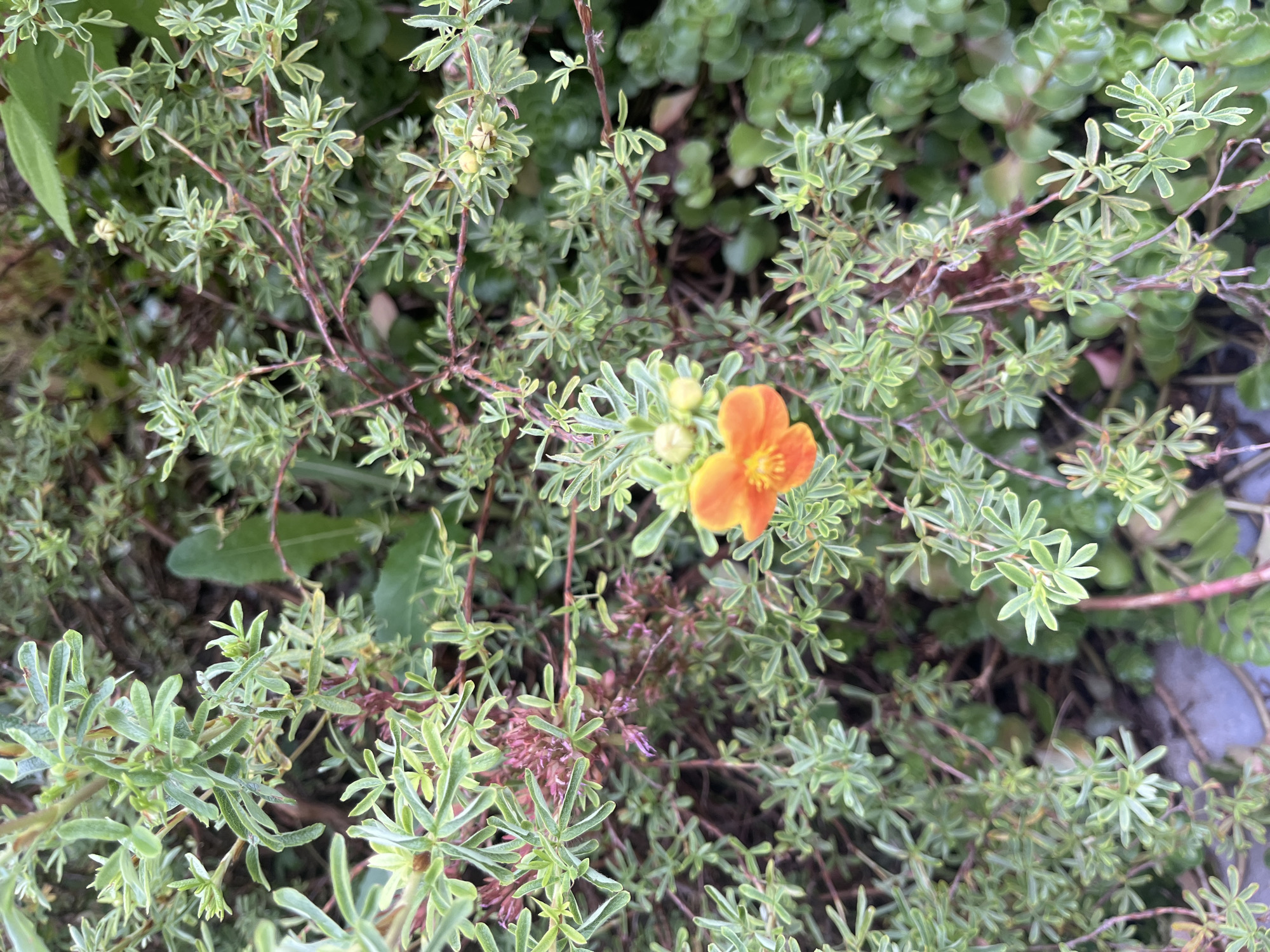 A single, bright orange flower with five petals is centered in the frame, surrounded by dense, green foliage. The leaves are small, elongated, and pointed, growing in clusters along thin, woody stems that have a reddish hue. Some buds are visible near the flower. The overall environment appears to be an outdoor garden or natural setting, with hints of other greenery and textures in the background. There are no people or animals present, and no specific urban features are discernible. The lighting suggests it may be daytime, with a slightly overcast sky or dappled sunlight.