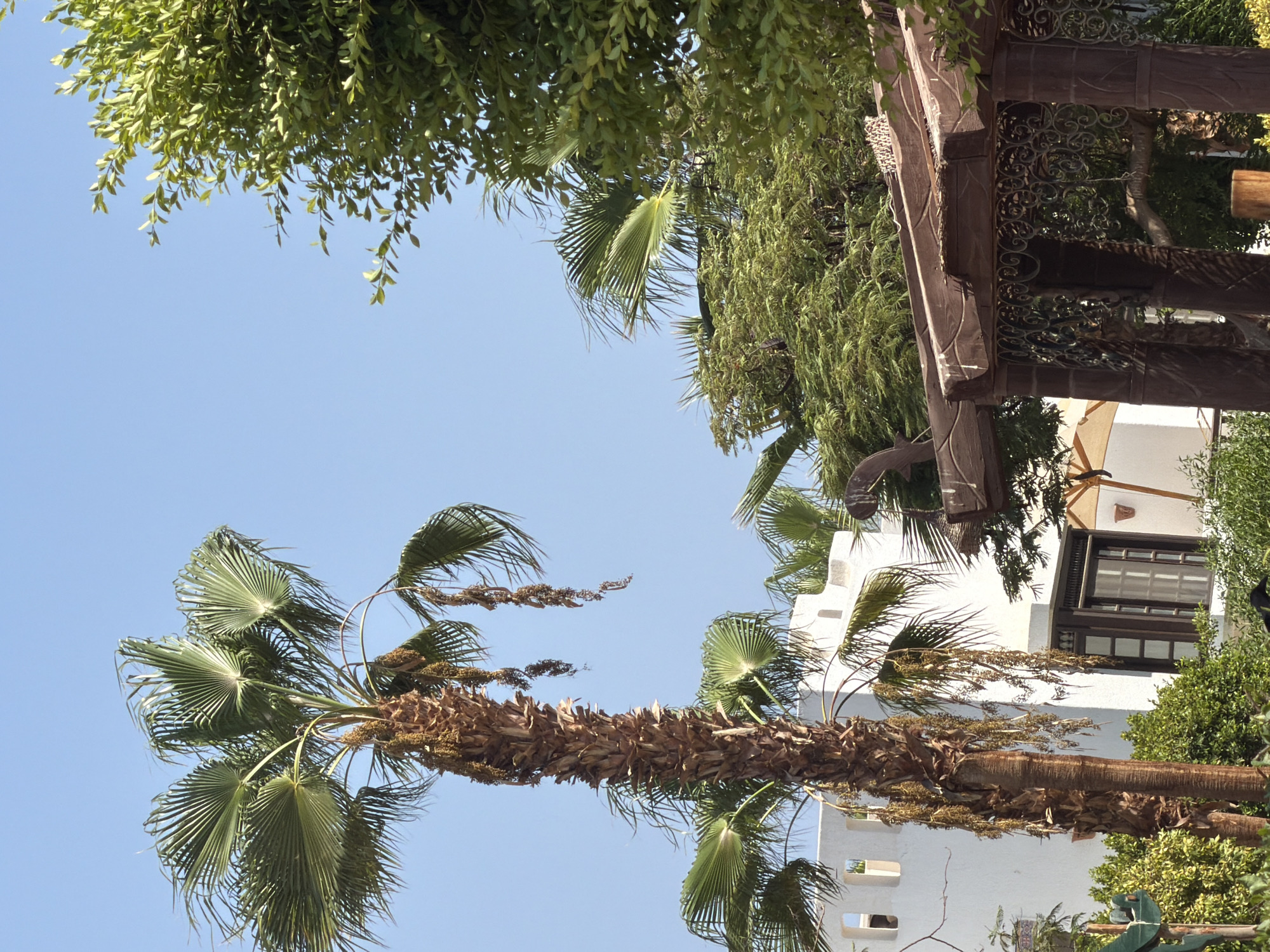 The image depicts an outdoor scene with elements of tropical vegetation and architecture, likely situated in Sharm El Sheikh, Egypt. In the foreground and midground, a prominent palm tree with a textured brown trunk and large, fanned green leaves dominates the left side of the frame. Several clusters of dried, brown date-like fruits hang from the upper part of the trunk. Behind the palm tree, a white building with a distinct architectural style, featuring square cut-outs near the roofline and a dark-framed window, is visible. A section of a dark brown wooden pergola with intricate metalwork adorns the right side of the image, partially obscuring other green foliage. The sky is a clear, bright blue, suggesting a sunny day. The overall impression is one of a resort or a residential area in a warm climate.