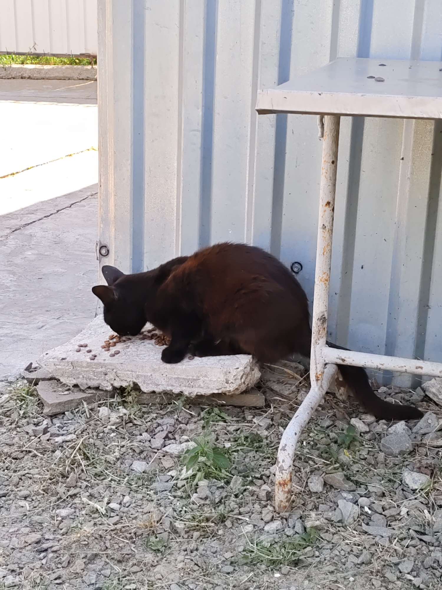 A black cat with reddish undertones is eating kibble from a flat, irregular piece of broken concrete. The cat is positioned in the center-left of the frame, facing left, with its head down towards the food. The concrete slab is situated on a ground surface covered with small gray gravel, dry grass, and a few scattered green plants. Behind the cat is a corrugated metal wall, likely part of a building or fence. To the right of the cat, a white metal table with a simple design stands on a single, white, rusty pipe leg. The table has a light-colored top, on which a few dark objects, possibly more kibble or small stones, are visible. In the background, a concrete walkway is visible under sunlight, with shadows cast across it. The overall environment appears to be an outdoor, possibly urban or semi-urban, setting in Rostov-on-Don, Russia, given the architectural style of the corrugated metal wall and the general appearance of the ground and concrete elements.