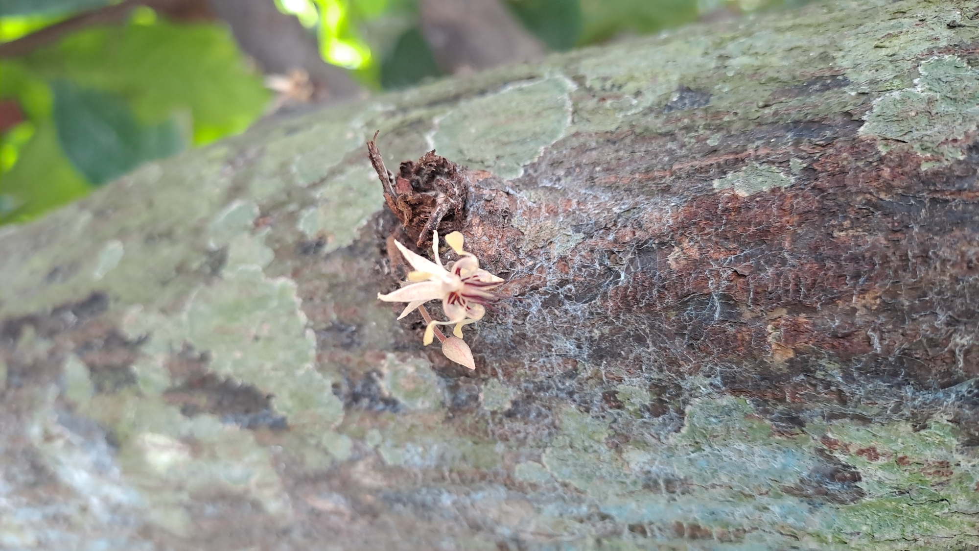 A single, small, pale pink and dark red cacao flower is blooming directly on the textured bark of a tree trunk. The flower, with its five delicate petals and intricate markings, is the central focus, positioned slightly to the left of the frame. The bark is rough and variegated, with patches of greyish-green lichen and brown, weathered wood. In the background, out of focus, are hints of lush green foliage and the dappled light of an outdoor environment, suggesting a natural setting in the city of Kotkuta, Indonesia.