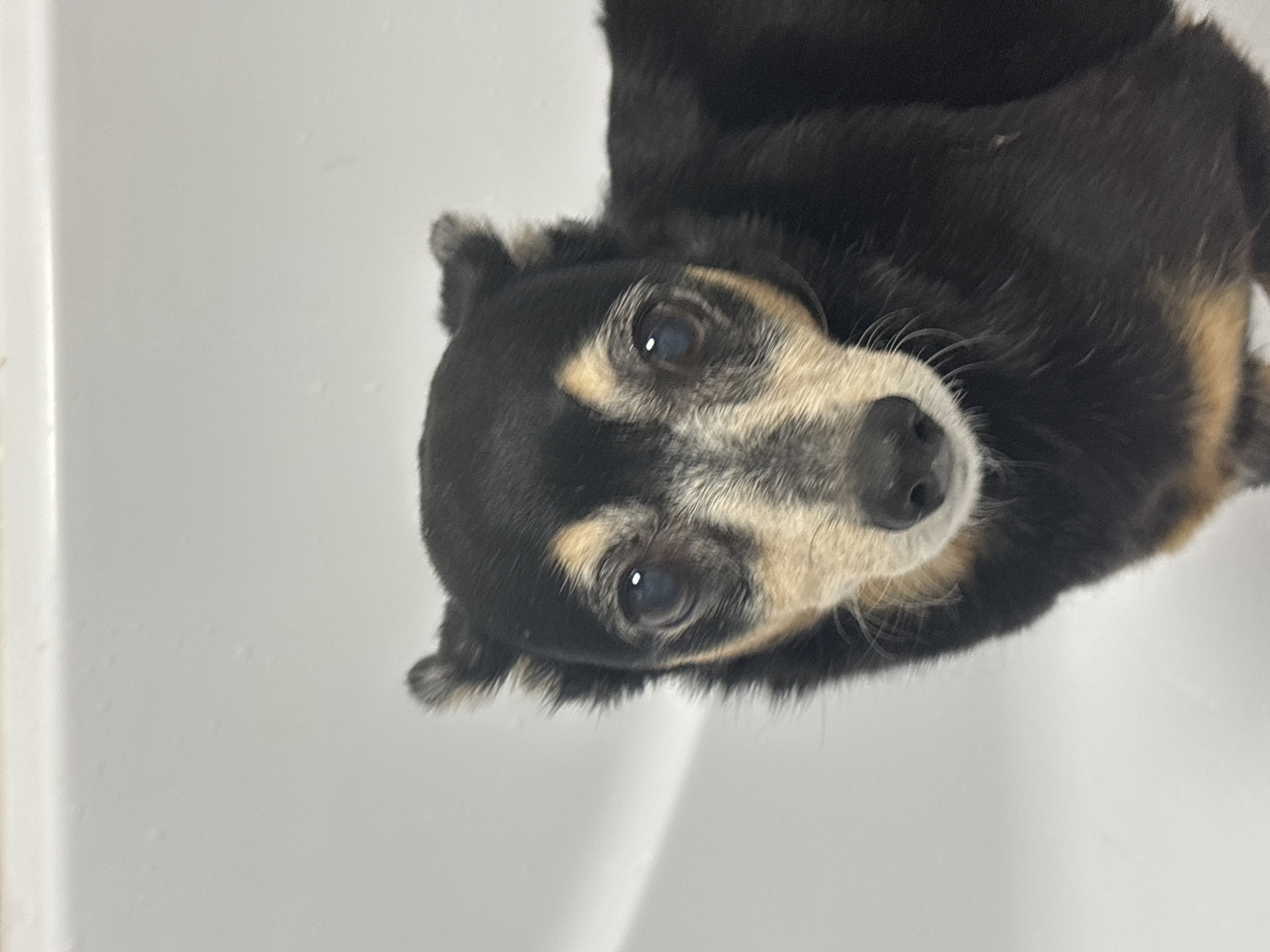 A close-up shot depicts a small dog with black and tan markings. The dog is positioned in front of a white surface. The breed and specific location are unknown.
