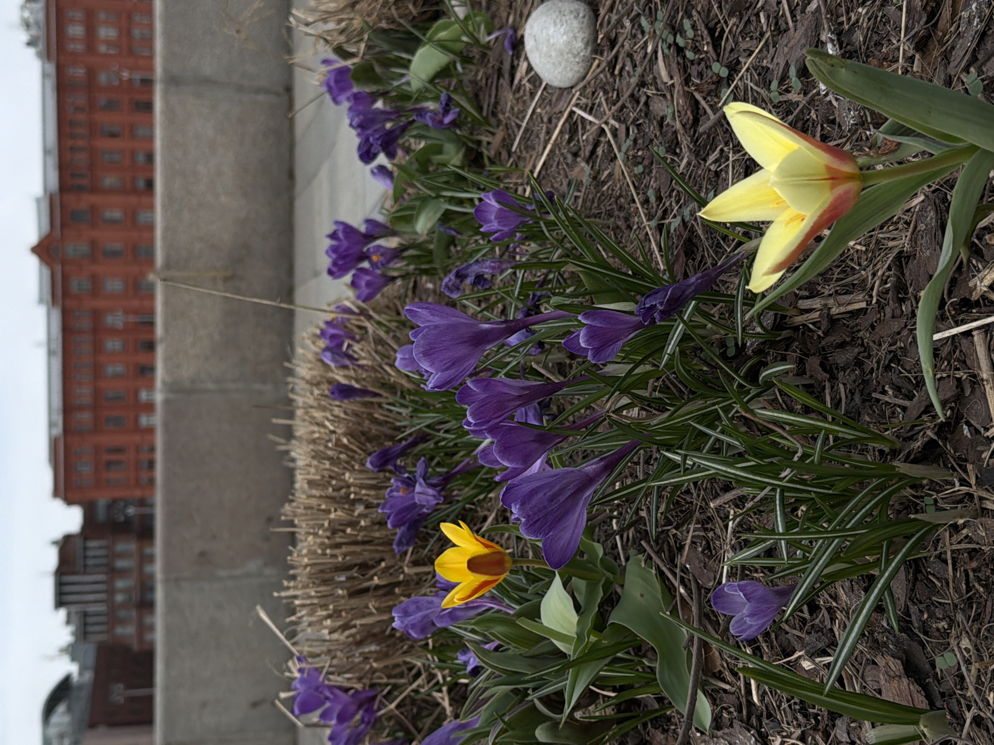 The image shows a close-up view of a flowerbed with purple crocuses and a single yellow tulip in bloom. The flowerbed is situated next to a concrete barrier or curb. In the background, a large red brick building is visible, partially obscured. The image appears to be taken outdoors during the daytime. Based on the architecture of the building in the background, it is possible that this photo was taken in Moscow, Russia, although this is not confirmed. The ground is covered with mulch and dead leaves. A small grey rock is also visible in the flowerbed.