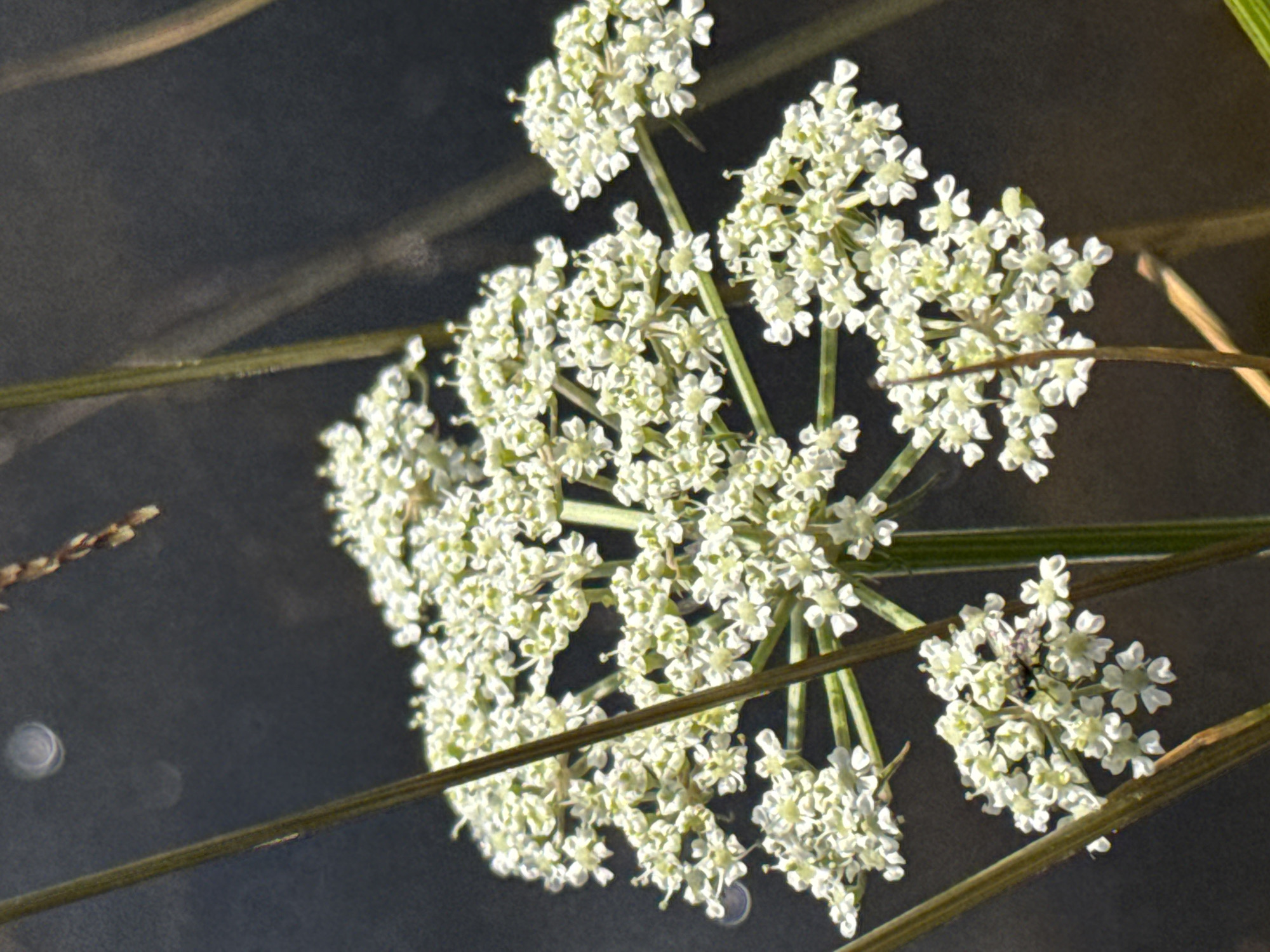 A close-up, vertical shot focuses on a cluster of tiny white flowers, possibly Queen Anne's Lace, blooming in Orekhovo, Russia. The flowers are arranged in an umbel formation, with delicate petals radiating from a central point. They are supported by thin, green stems. The background is a dark, blurred expanse, possibly a body of water or shaded foliage, with a few faint bokeh circles indicating light reflections. A thin, brown stem runs vertically through the left side of the frame, and another thin, reddish-brown stem enters from the upper right. One of the flower clusters in the lower left has a small insect, likely a fly, resting on it. The overall impression is one of natural beauty and delicate detail.