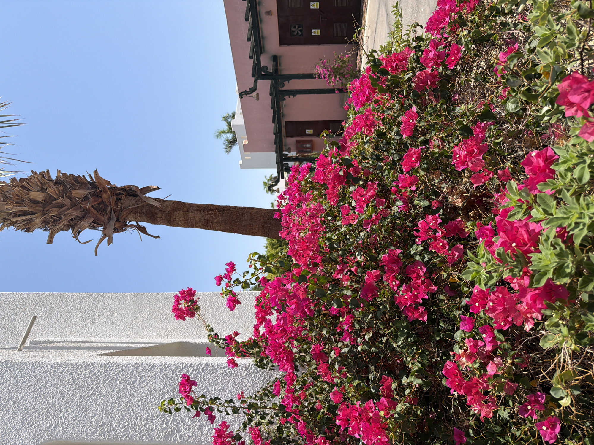 In Sharm El Sheikh, Egypt, a vibrant bush of fuchsia bougainvillea flowers dominates the foreground, cascading over a paved walkway. Behind the flowers, a stark white stucco building with a rough texture stands to the left, while a tall, desiccated palm tree rises behind it. To the right, a low-slung pink building with dark wooden trellises and arched doorways is visible under a clear blue sky. The scene evokes a warm, sunny climate characteristic of a resort town.