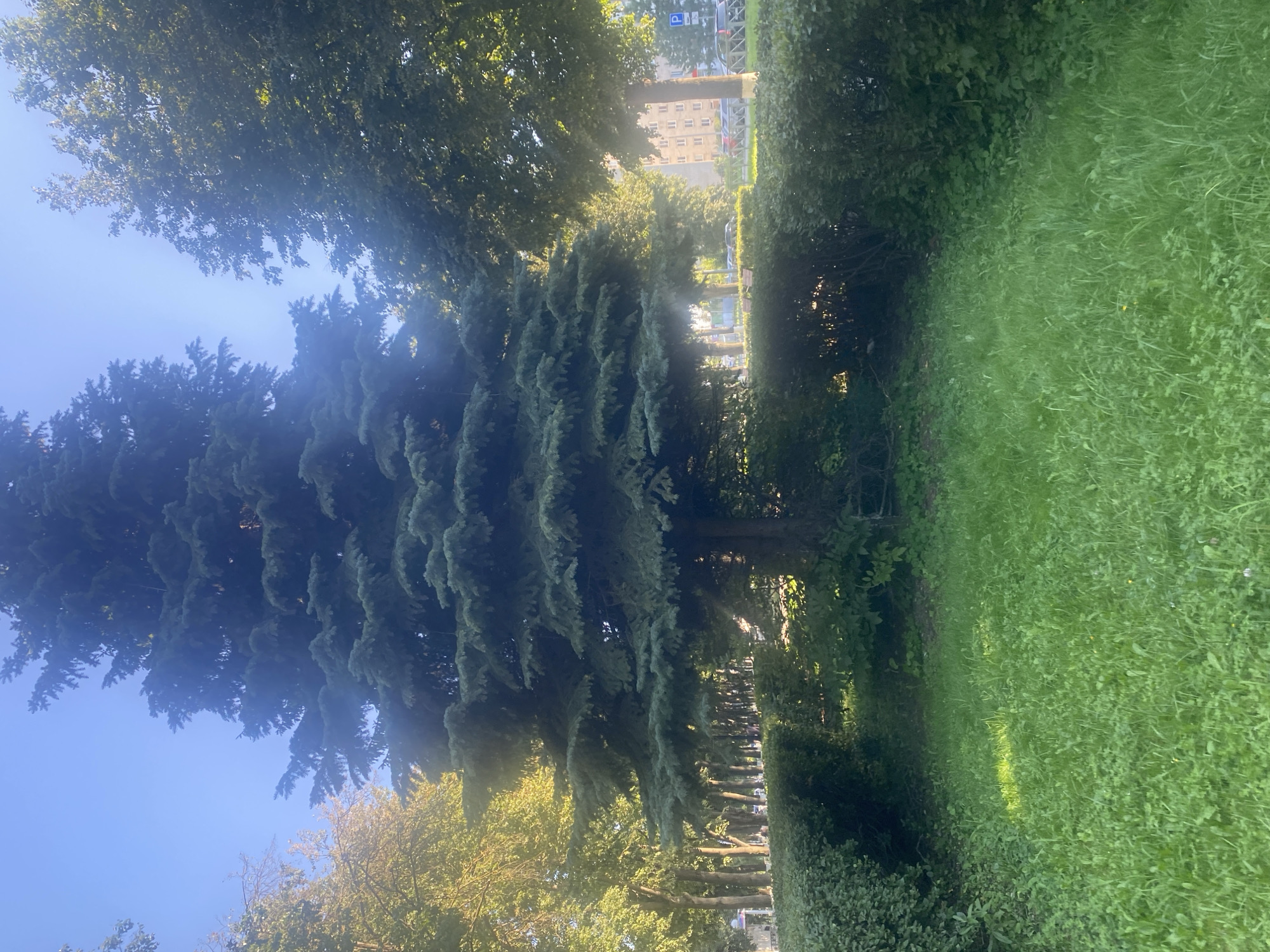 The image depicts a sunlit park area with lush green grass in the foreground. A large evergreen tree, possibly a spruce, stands prominently in the center, its branches casting shadows. Behind the evergreen, a row of deciduous trees lines a pathway, their leaves illuminated by the sun. Beyond the trees, a residential building with multiple floors and windows is visible, suggesting an urban setting. A blue parking sign with a white 'P' is also present on the right side of the image. The scene appears to be a tranquil public space within the city of Novomoskovsk, Russia, during daylight hours. There are no people or animals visible in the frame.