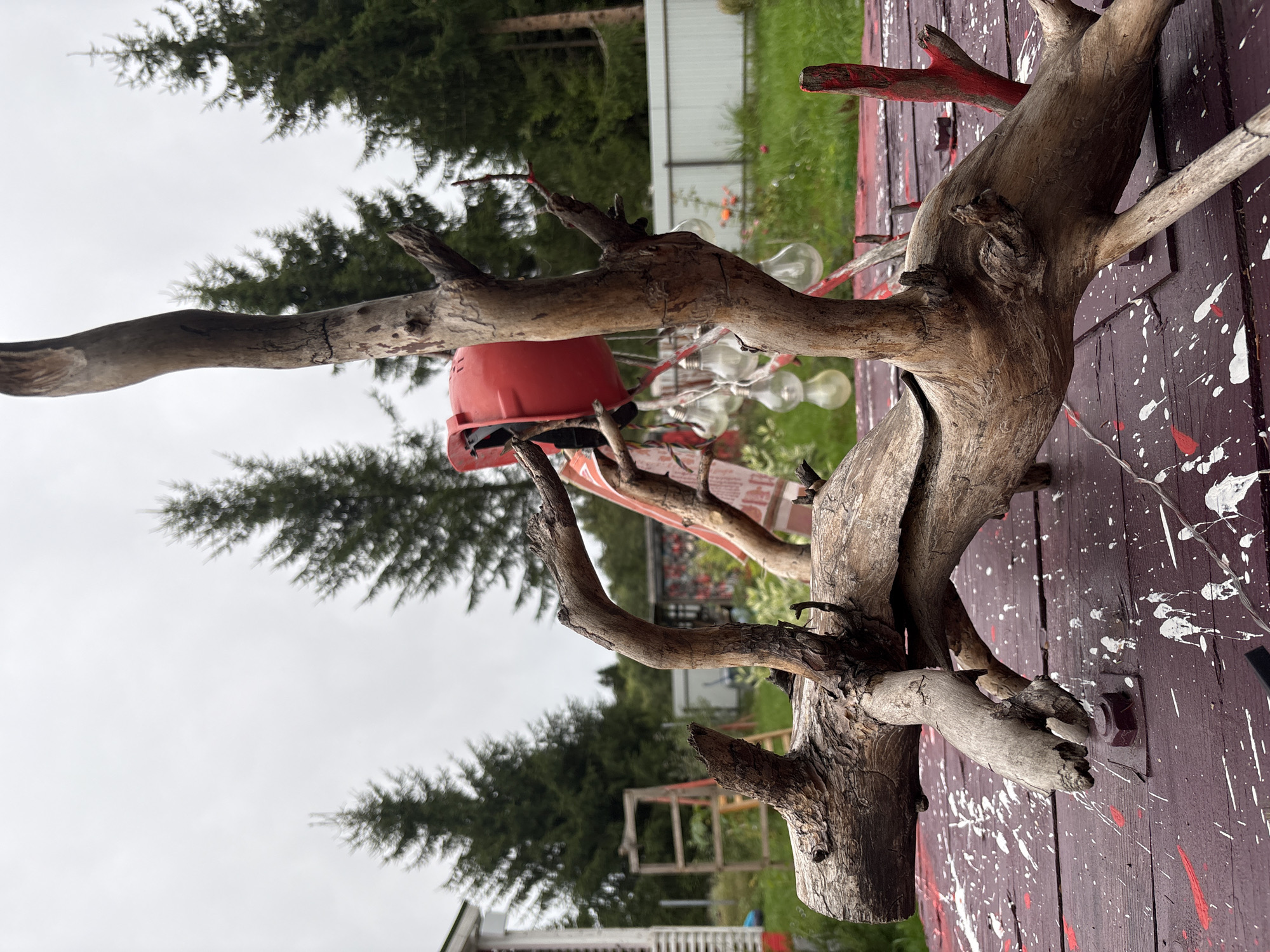 The image depicts an outdoor scene with a focus on a sculpture made from driftwood. The sculpture is placed on a dark red wooden surface splattered with white and red paint. The driftwood itself is gnarled and organic, with multiple branches and twists. In the background, several fir trees are visible against an overcast sky. To the left, a white building with red trim can be seen, along with a wooden ladder. Further in the background, a white fence runs horizontally. A red bucket-like object hangs from the driftwood sculpture, with several clear light bulbs suspended beneath it. The overall setting appears to be a yard in a rural or suburban area, possibly the city of Lyady, Russia, given the context. There are no people visible in the image.