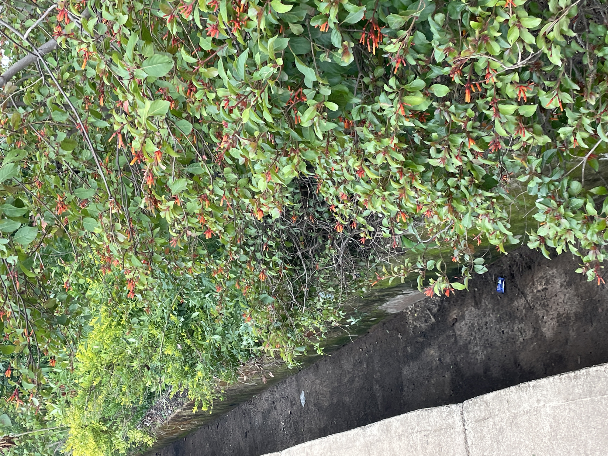 This media file captures a lush, green bush with small, reddish-orange flowers cascading downwards. The bush appears to be growing along the edge of a concrete structure, possibly a drainage ditch or a raised walkway. The foliage is dense and vibrant, with many leaves and branches intermingling. The flowers are delicate and clustered, adding pops of color to the predominantly green scene. The concrete structure is rough and weathered, suggesting an outdoor environment.
In the background, a body of water is visible, reflecting the greenery and sky. There are some hints of human presence, as a small, blue object, possibly a piece of litter or debris, is visible near the water's edge. The lighting suggests it is daytime, with the sun illuminating the foliage and casting subtle shadows. The overall impression is one of natural beauty intertwined with urban elements, a common sight in many inhabited areas. No people are visible in the frame. The scene is devoid of any explicit text.
